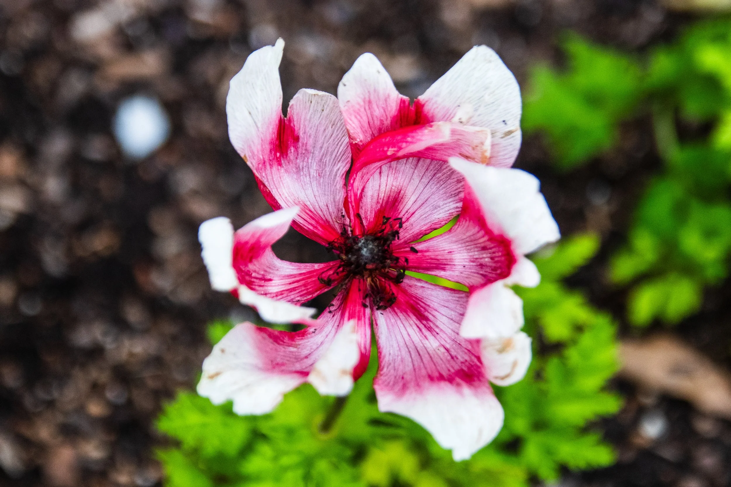 Botanical Garden May 3rd-07.jpg