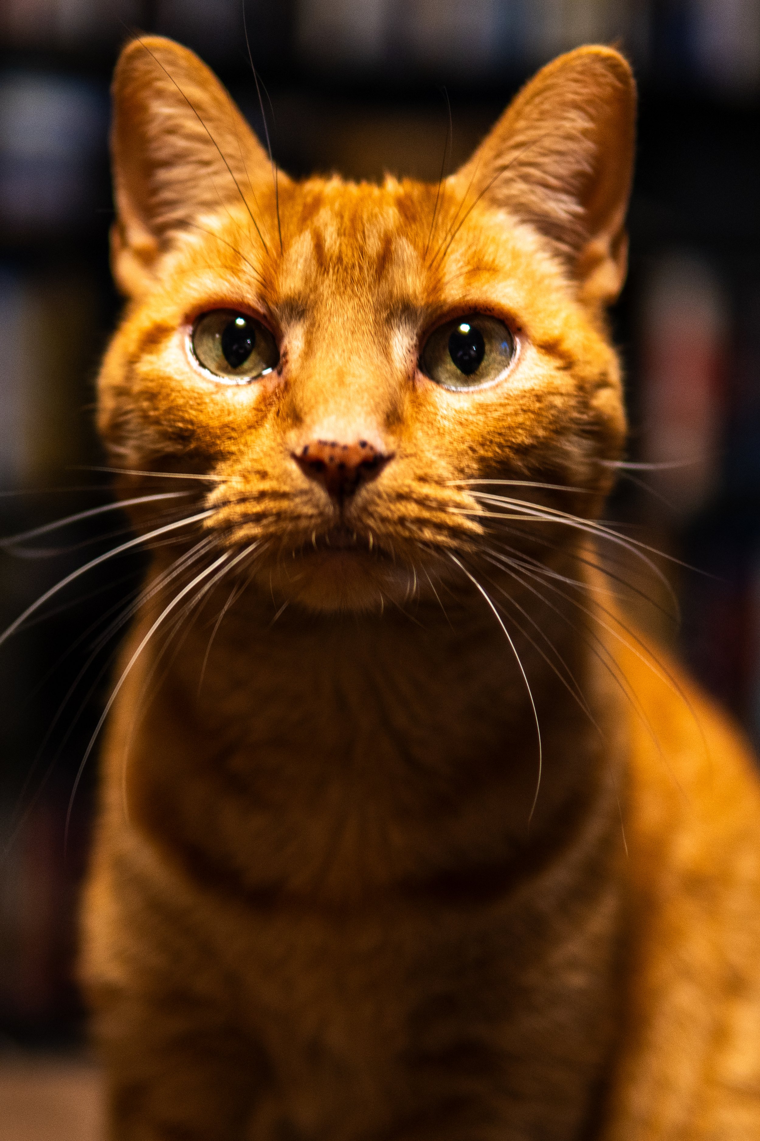 turtle the cat december 23rd-09.jpg