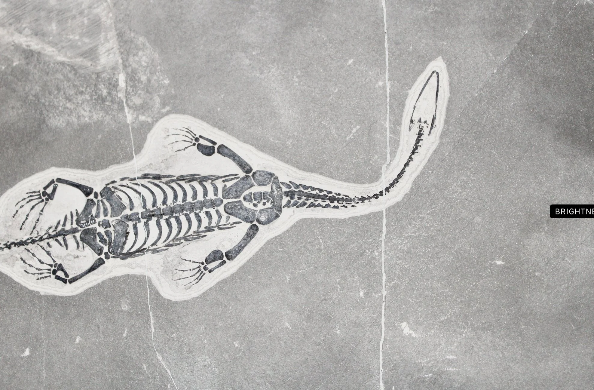 A black and white photo of a prehistoric fossil inlaid into stone.