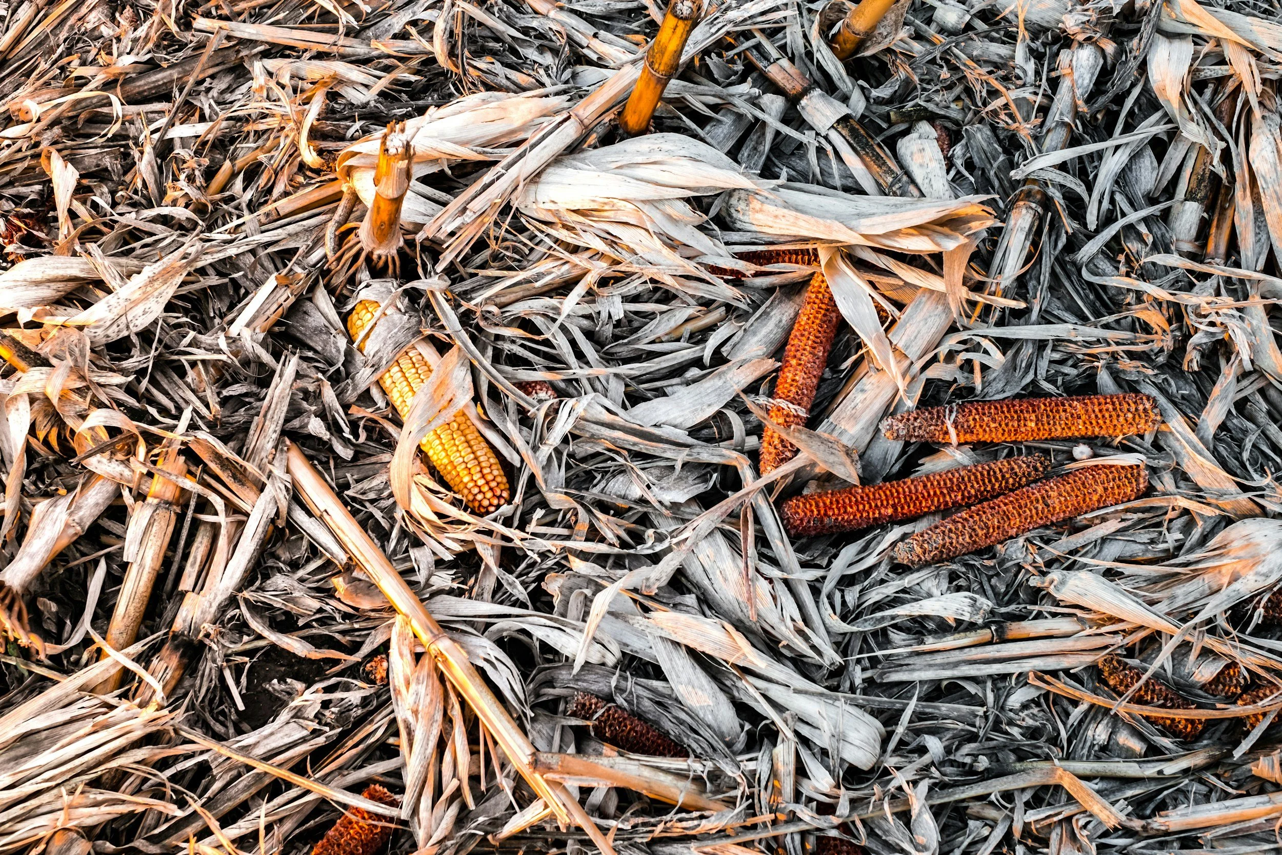 Close-up of dried corn husks and several discarded corn silk strands on the ground.