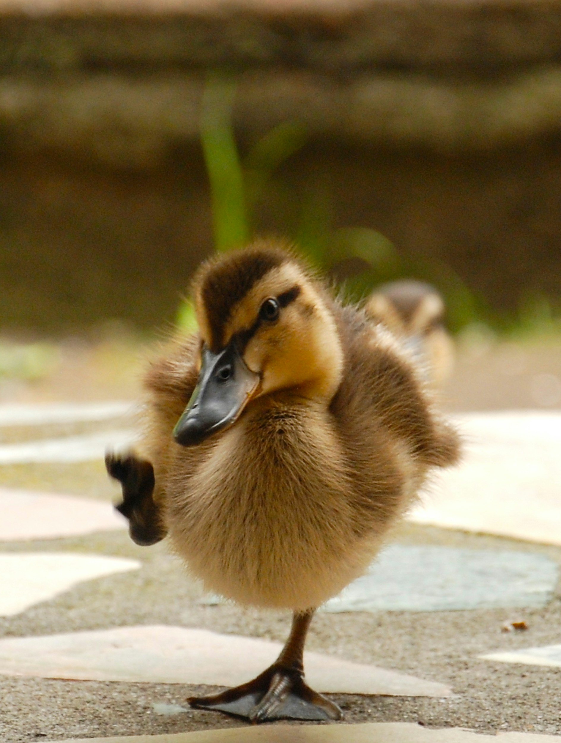 A young duckling standing on a tiled surface, with a blurred natural background.