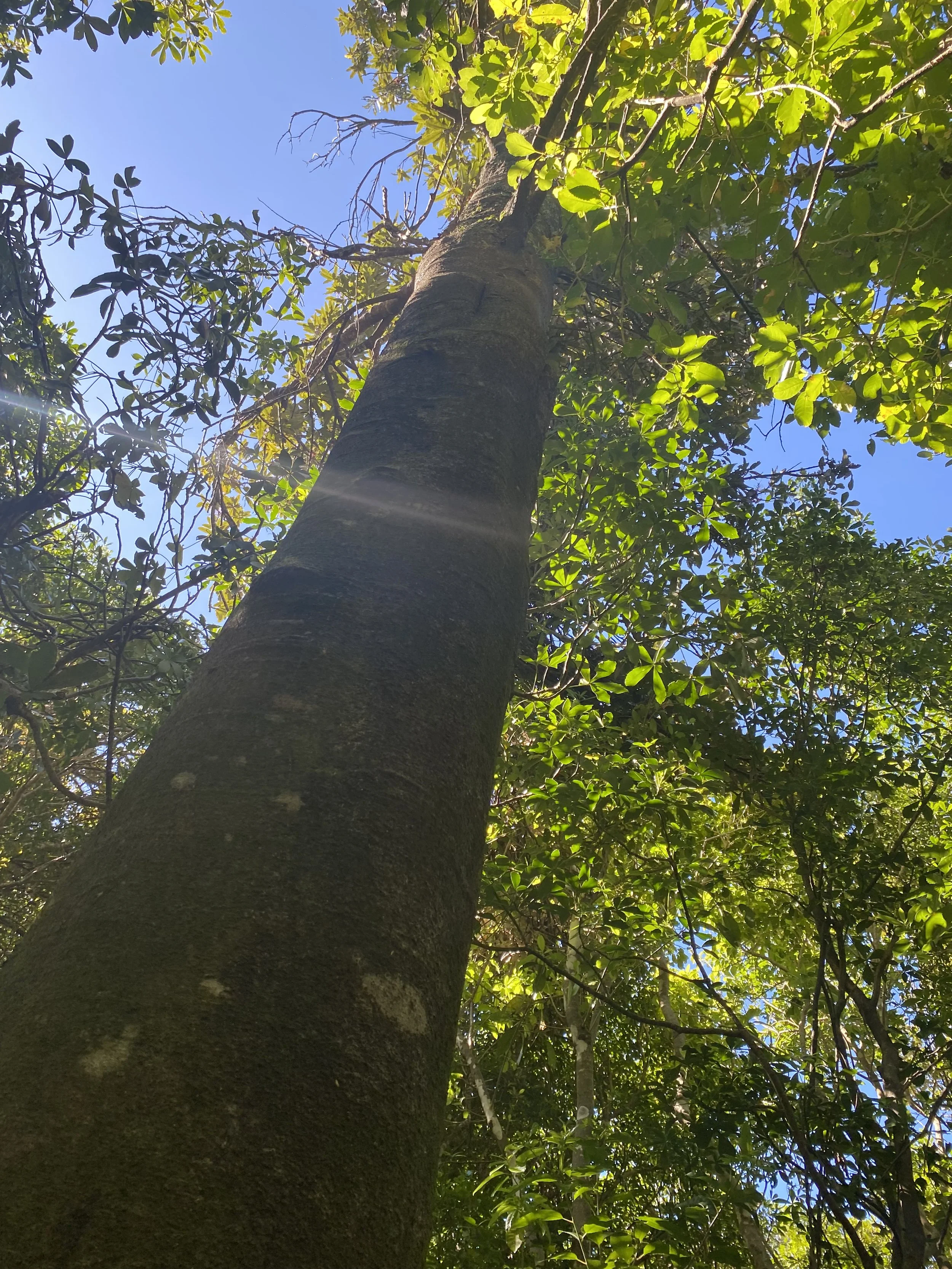 A culture of conservation on the Coromandel  