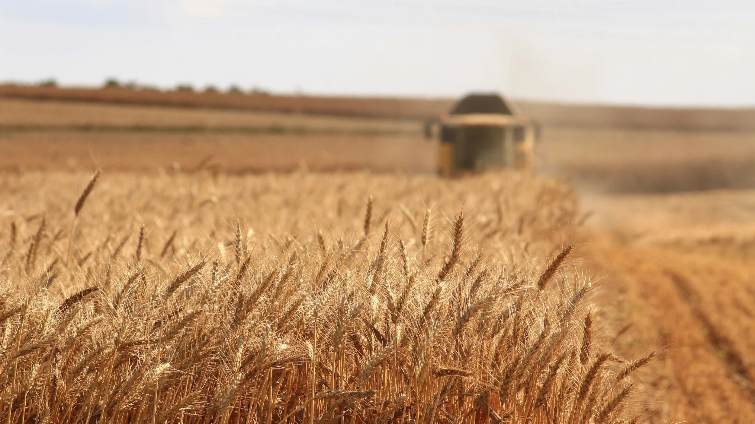 Close-up of golden wheat stalks in a field with a blurred background showing a barn and a cloudy sky.