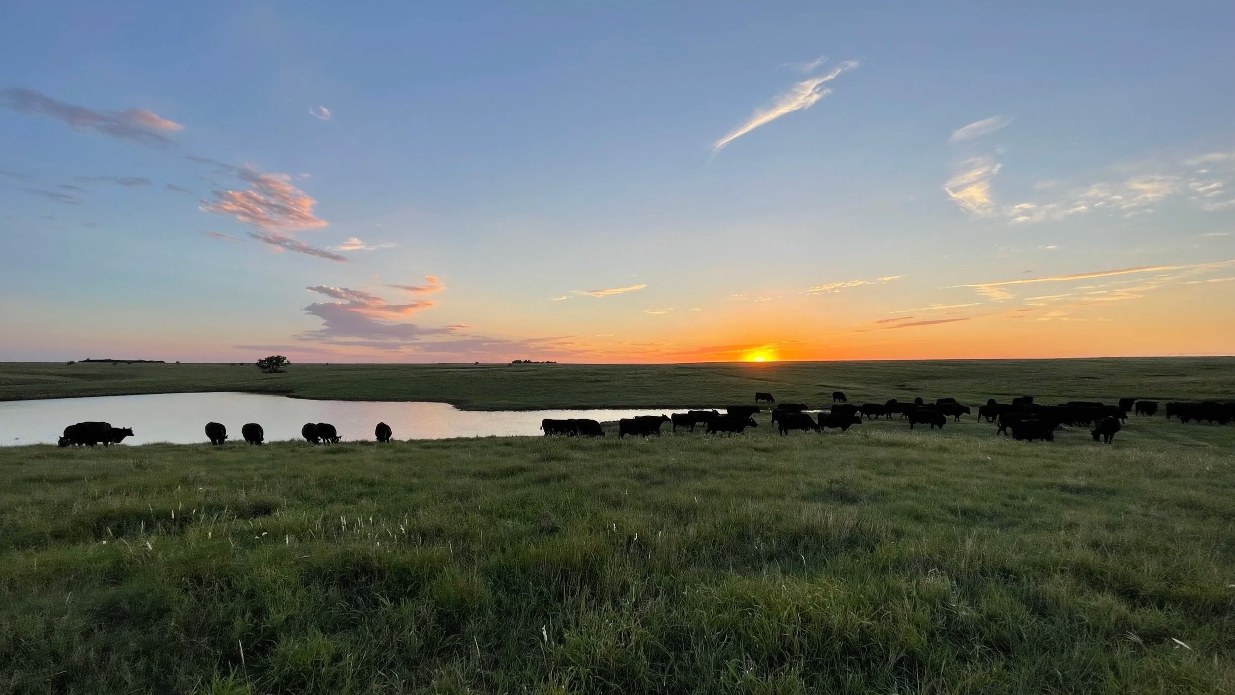 A herd of cattle grazing on green grass near a pond during sunset, with a colorful sky and some clouds.