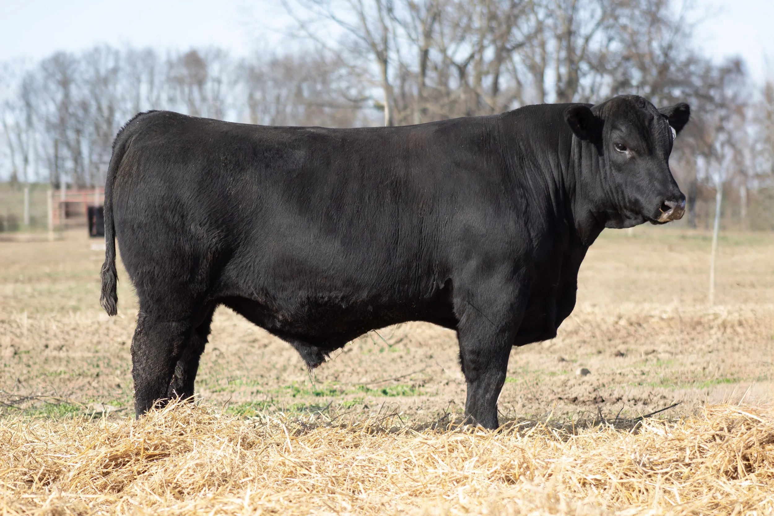 Black cow standing in a field with brown grass and leafless trees in the background.