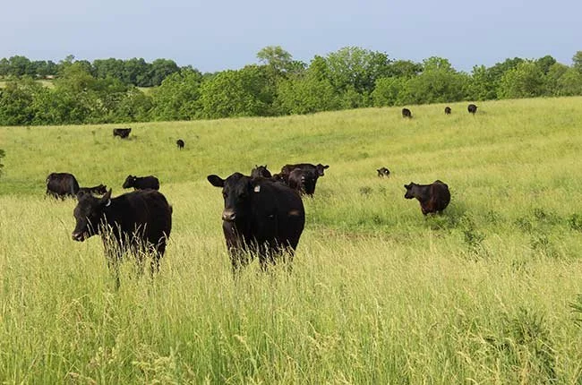 Black cows grazing in a green field with trees in the background.