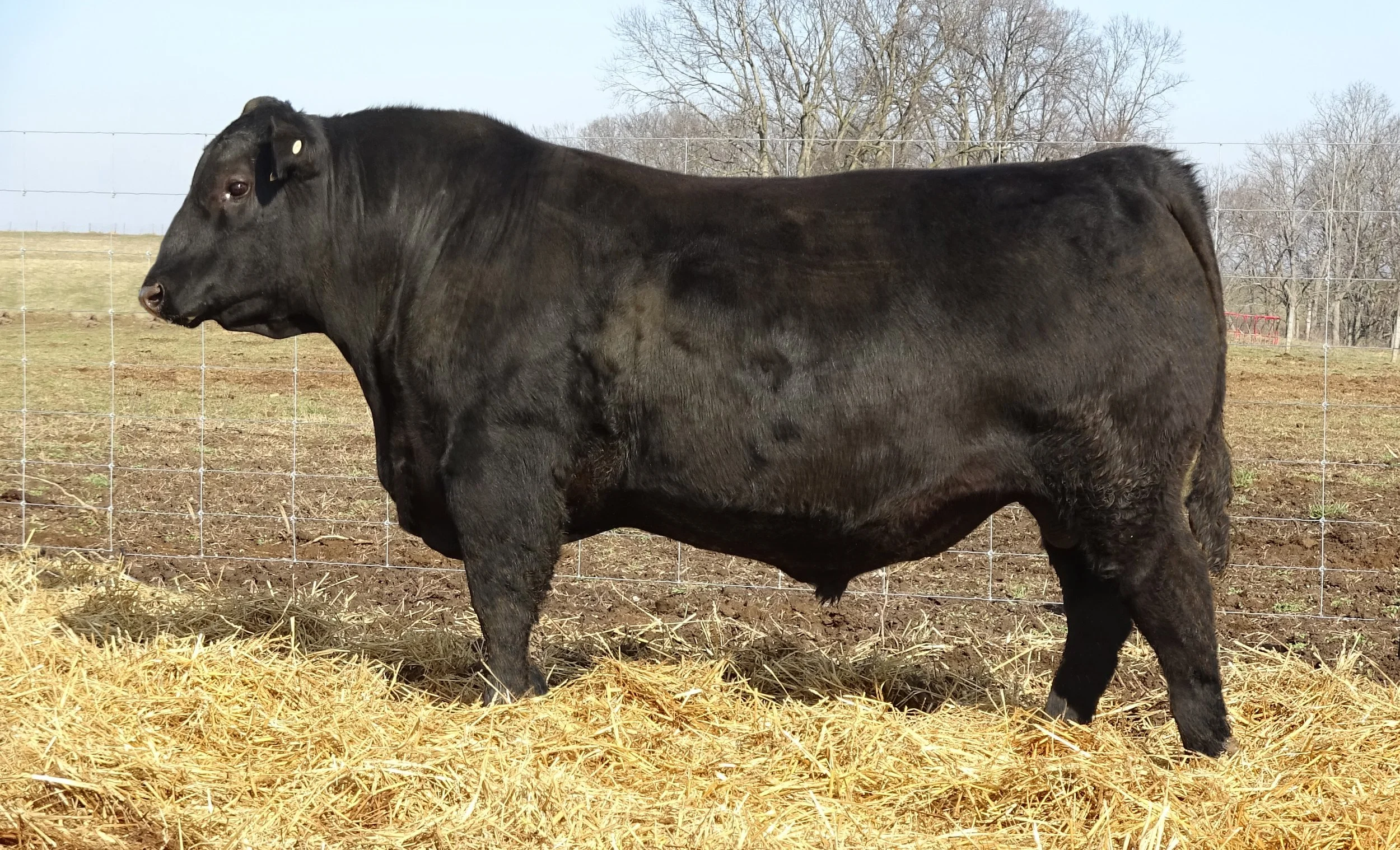 Black cow standing in a field with hay on the ground and a wire fence behind it during daytime.
