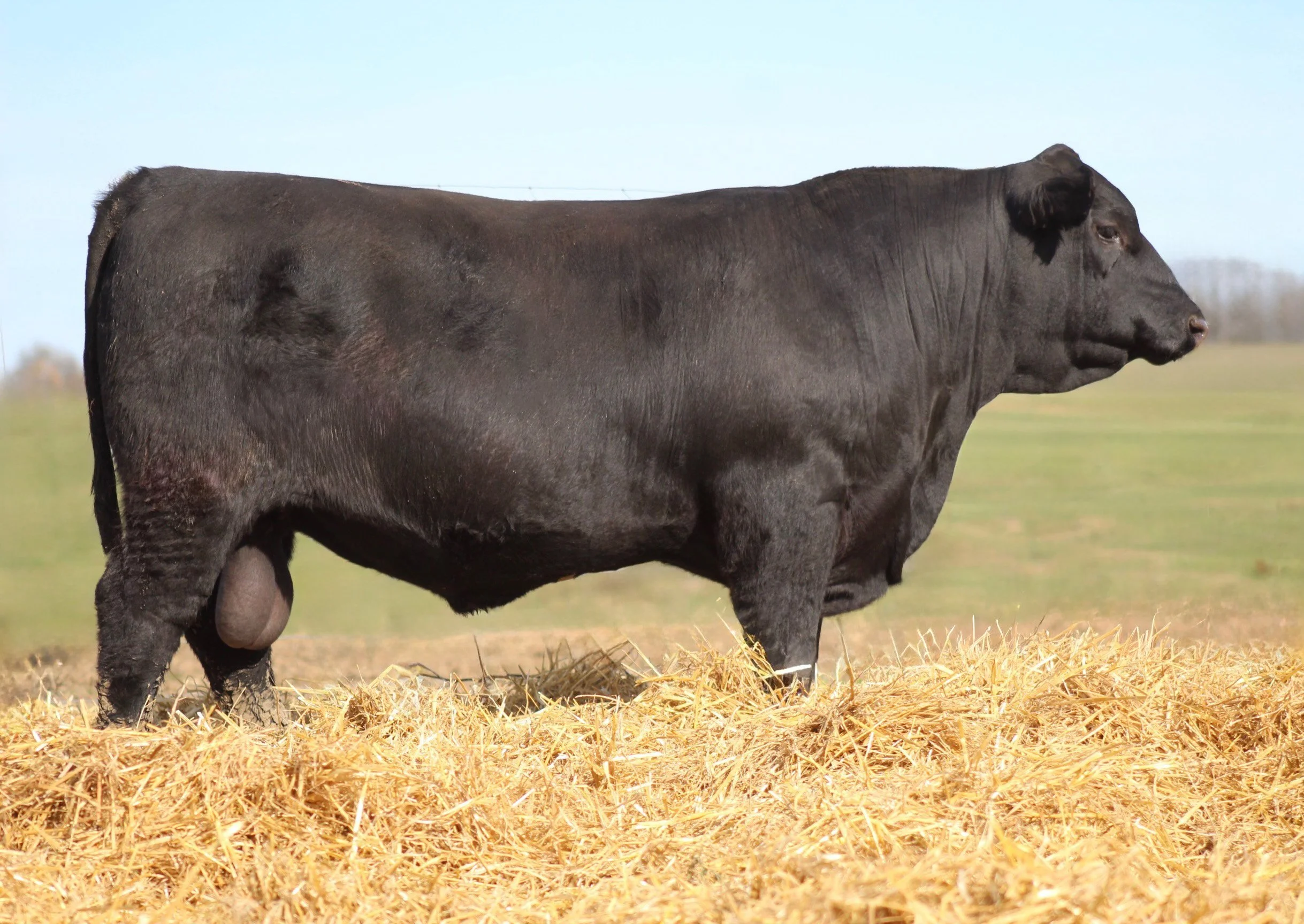A large black cow standing on a bed of hay in an open field