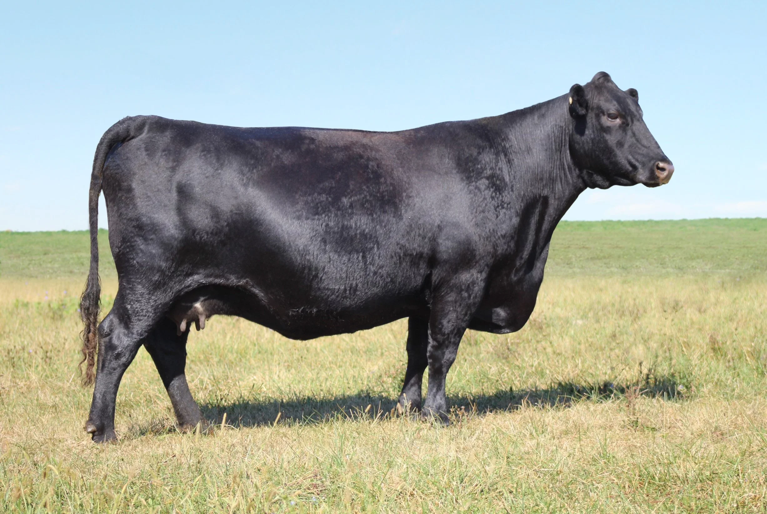 Black cow standing on grassy field under blue sky.