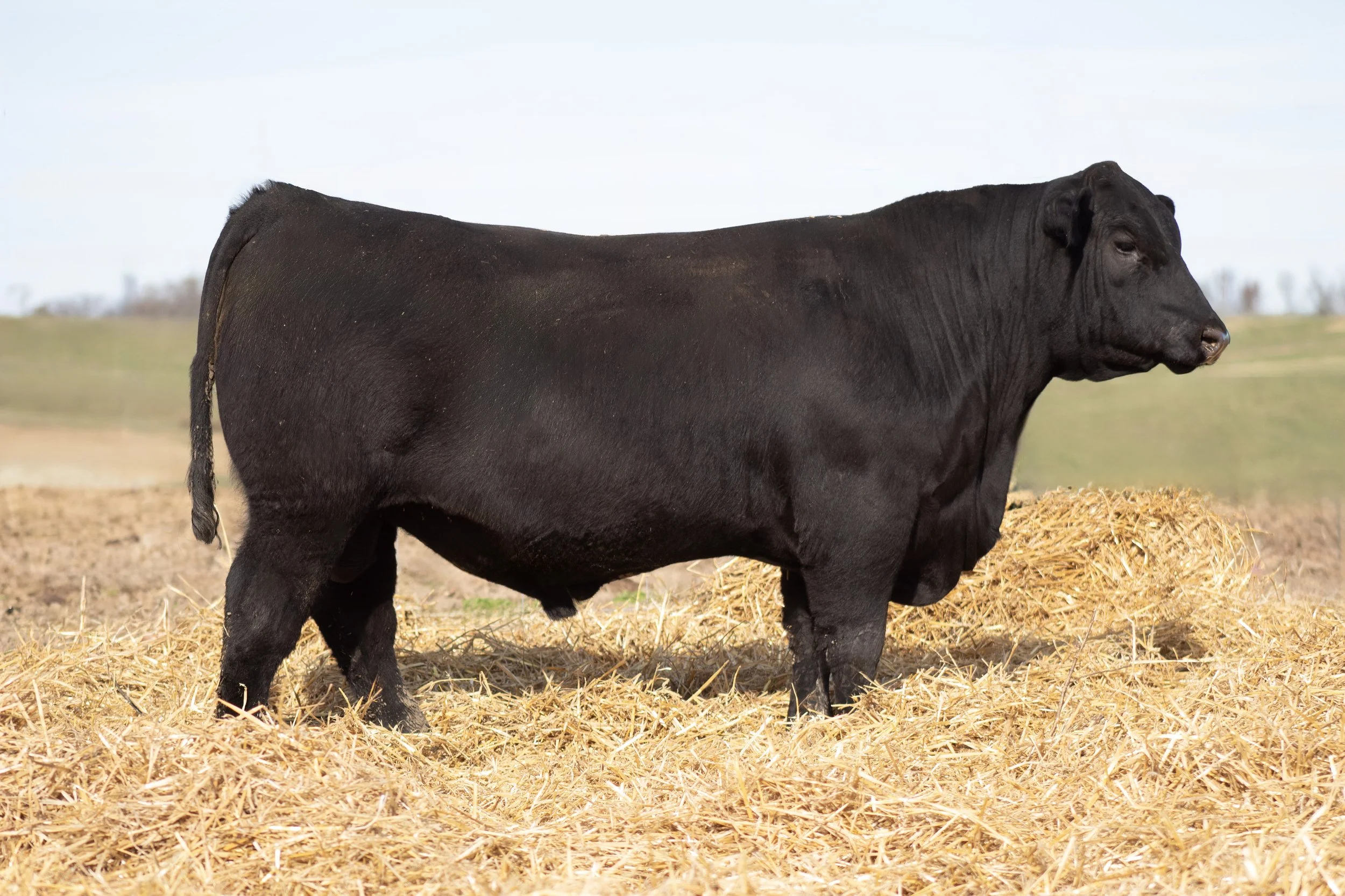 A large black cow standing on a bed of straw in a field, with a blurred background of open land and sky.