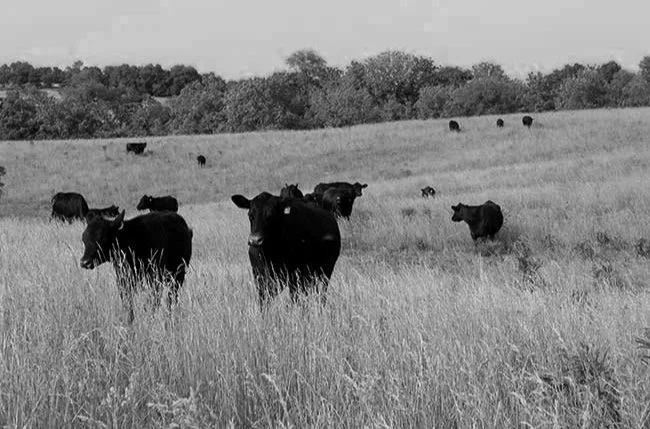 Black cows grazing in a grassy field with trees in the background.