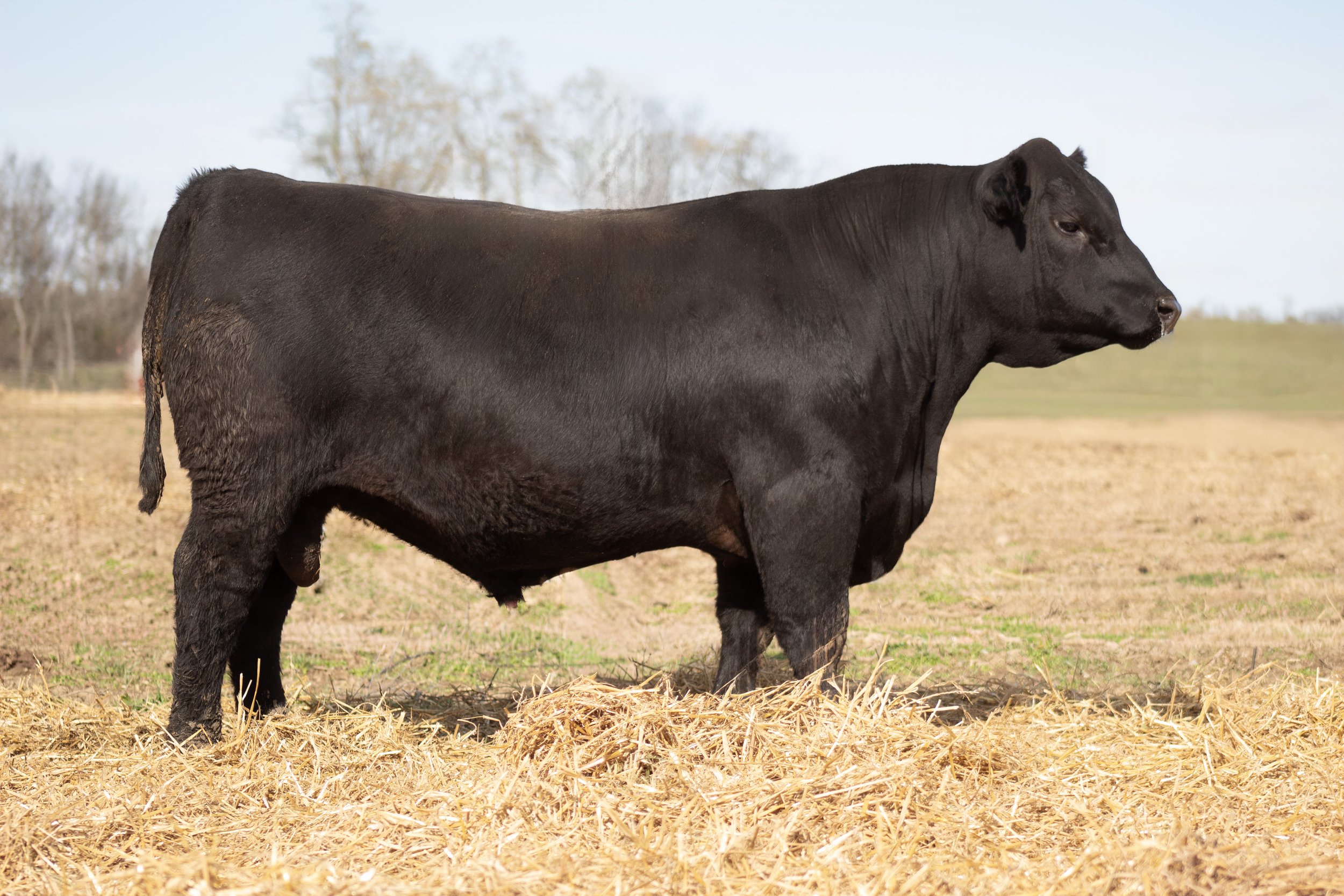 A large black bull standing in a field with dry grass, trees in the background, and a blue sky.