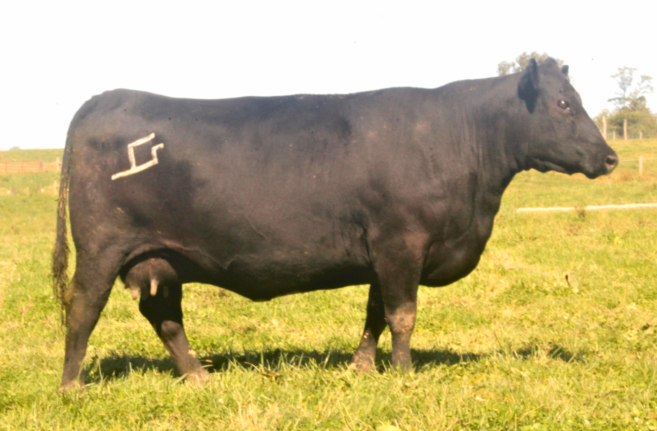A black cow standing in a grassy field with a marking on its side.