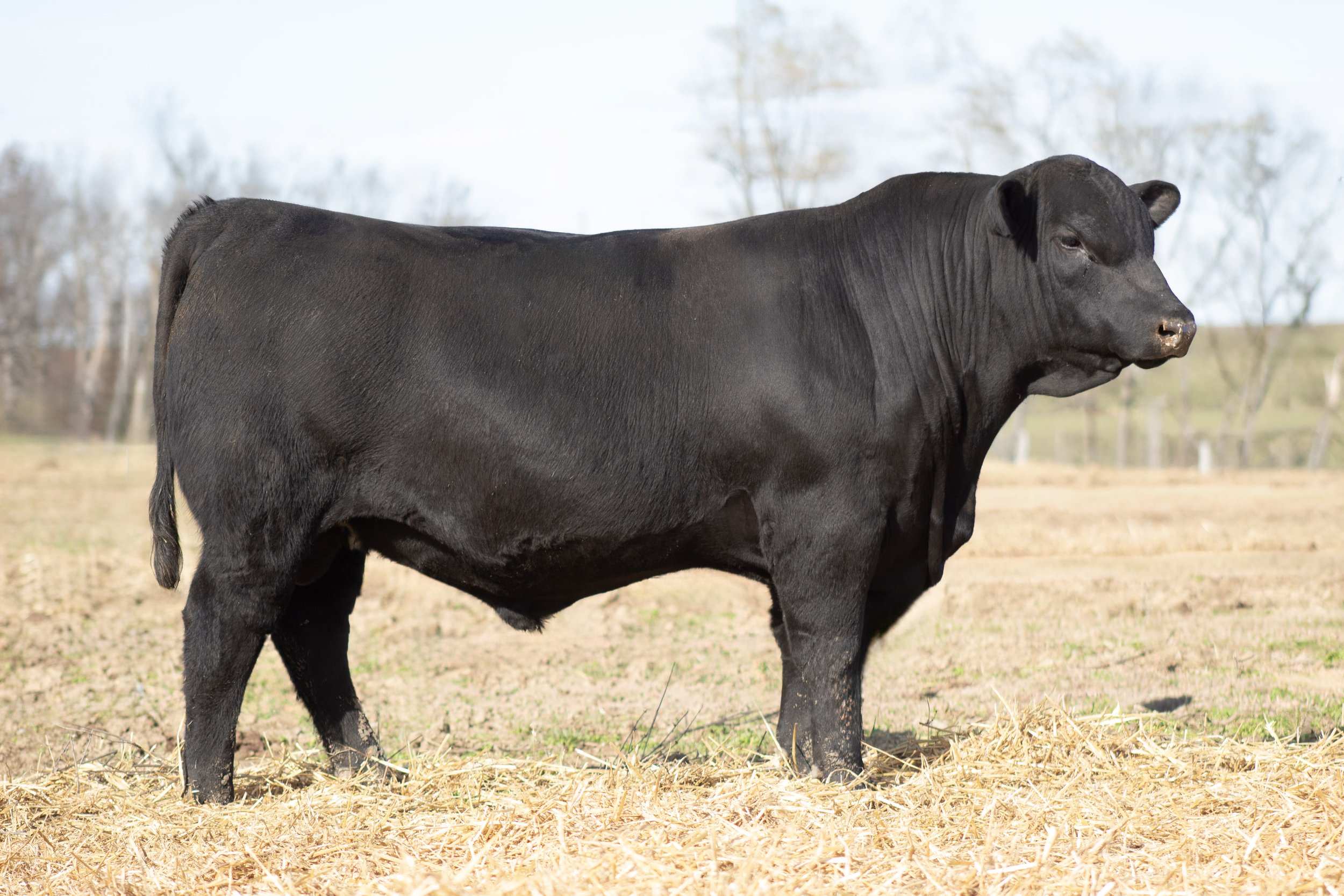 A black bovine standing outdoors on a patch of straw with leafless trees in the background.
