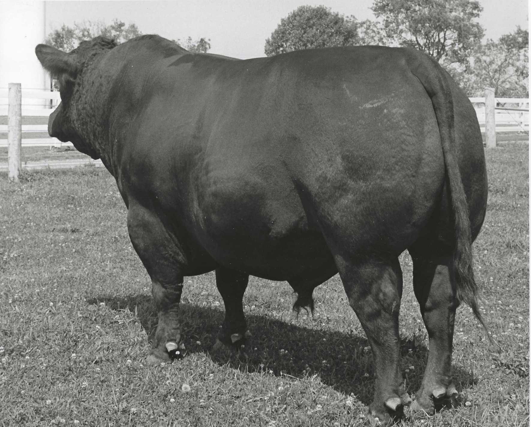 Black and white photo of a large bison standing in a grassy field with a wooden fence and trees in the background.