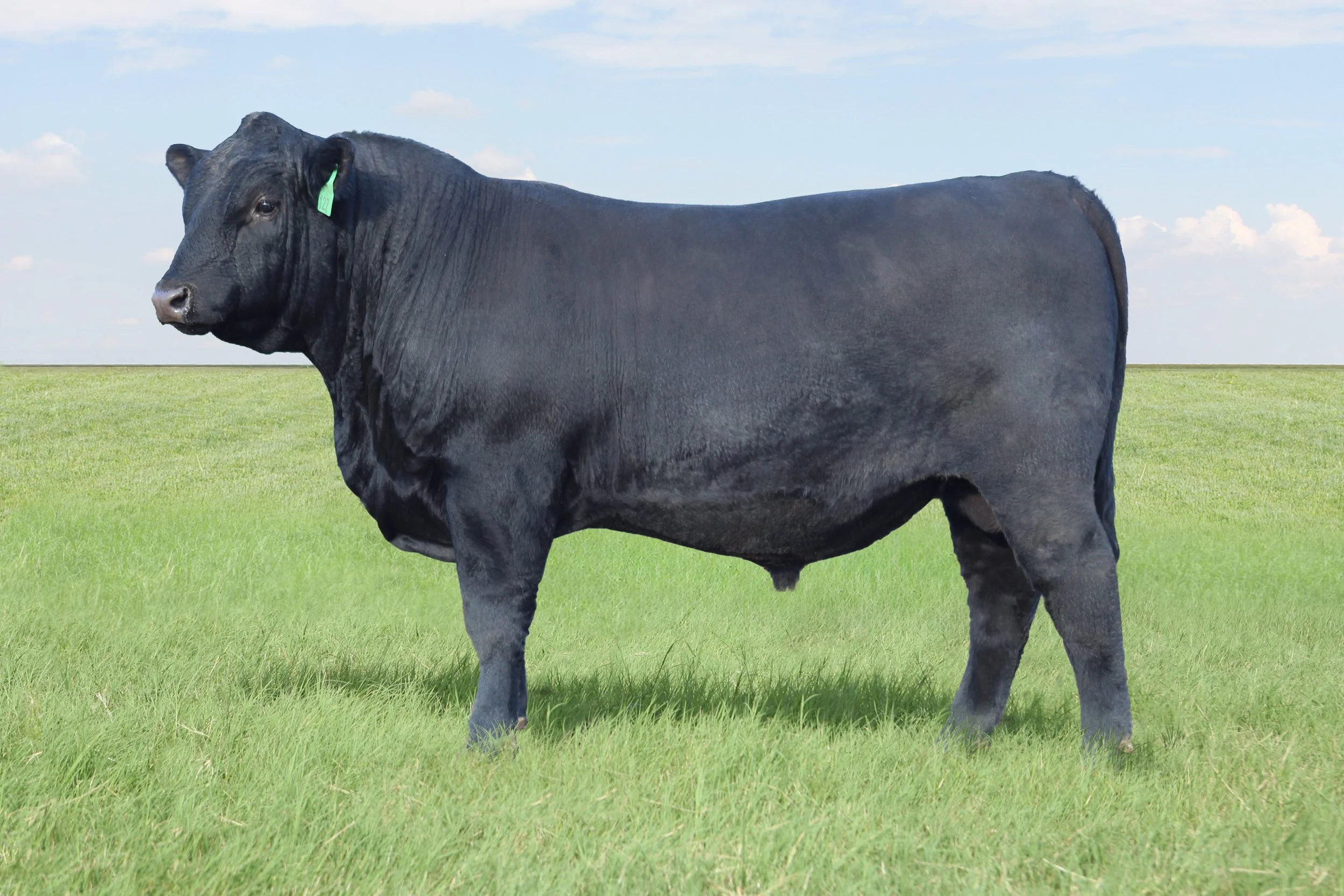 A large black bull standing on green grass with a blue sky and scattered clouds in the background.