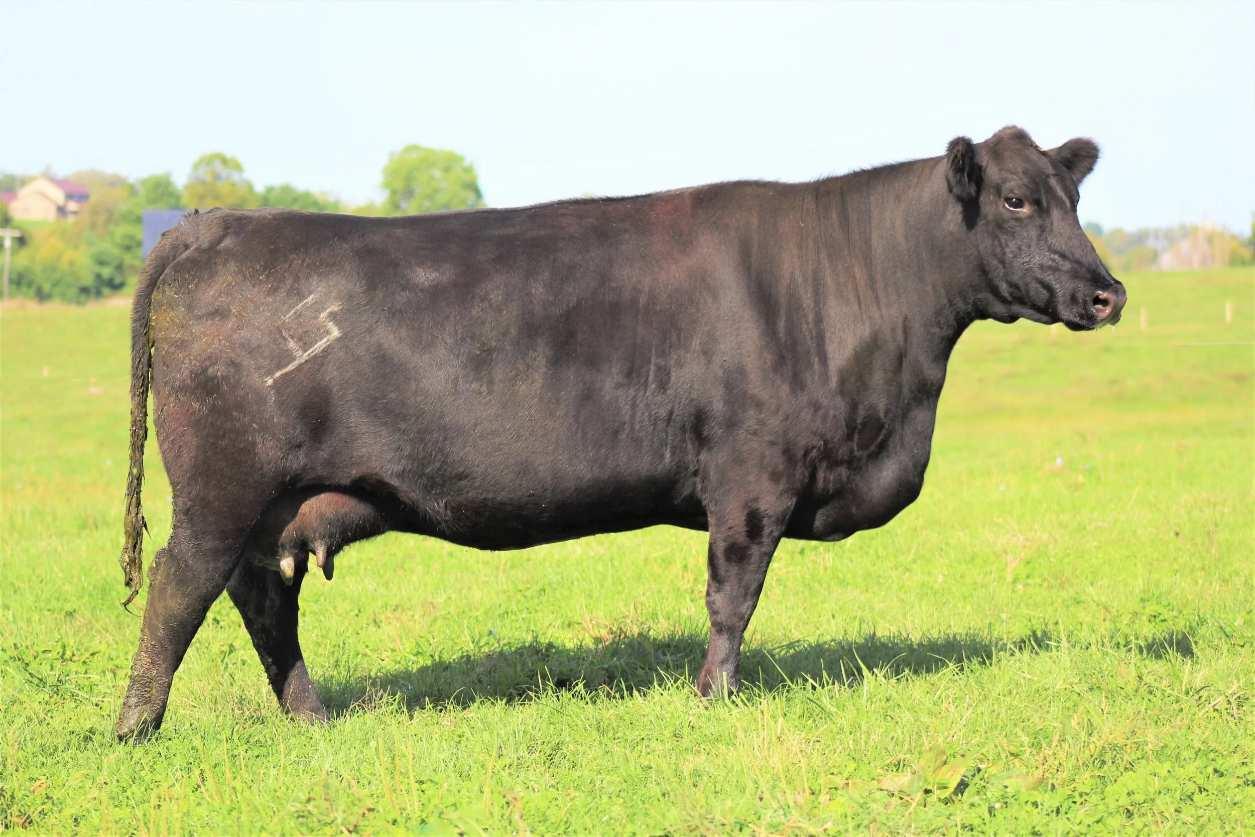 A black calf standing on a grassy field with trees and buildings in the background.