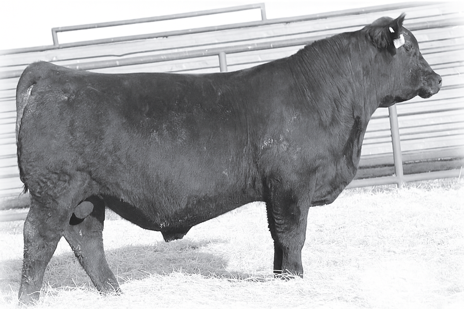 Black cow standing on grass in a barn with wooden fencing behind it.