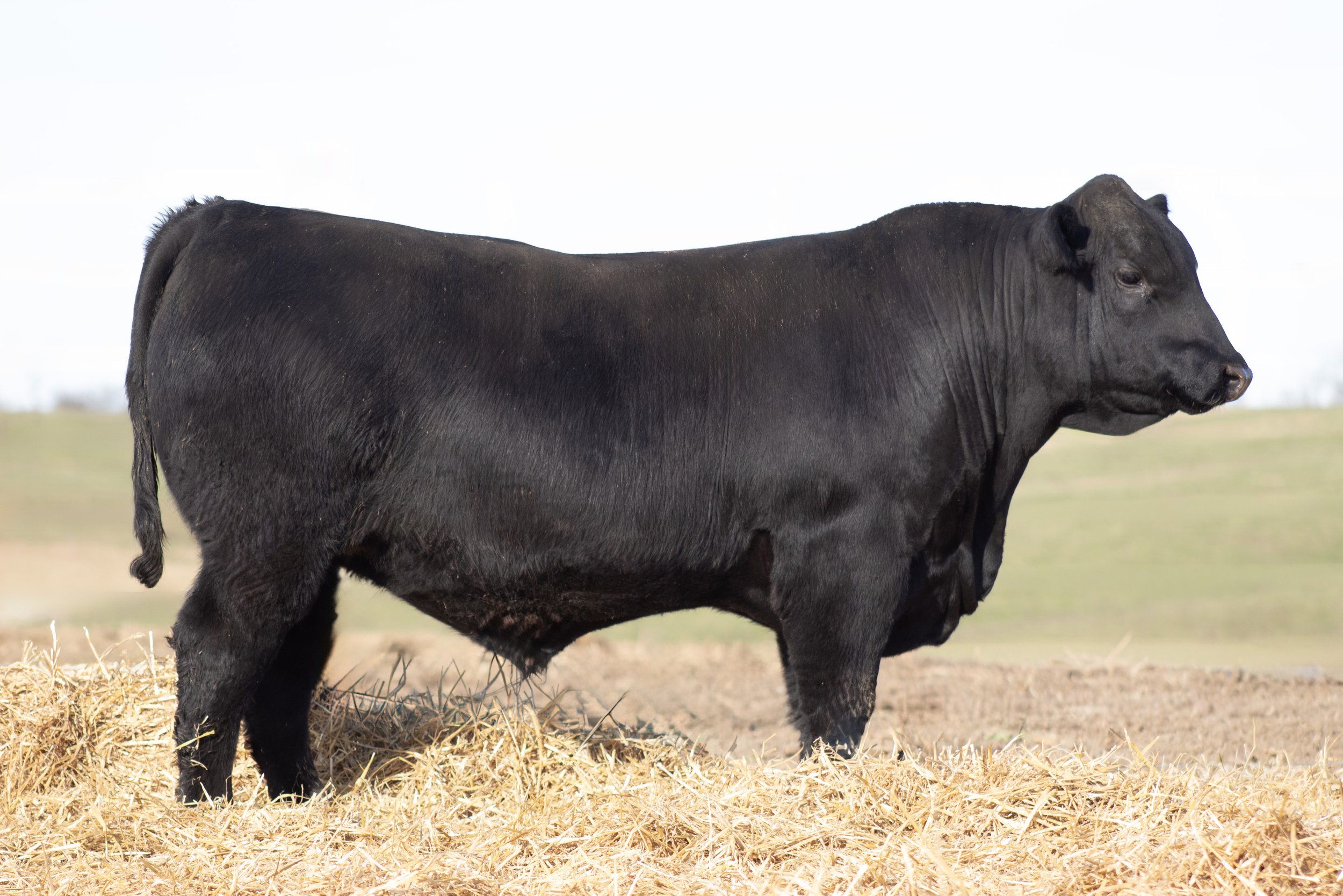 A black cow standing on a bed of straw in an open field.