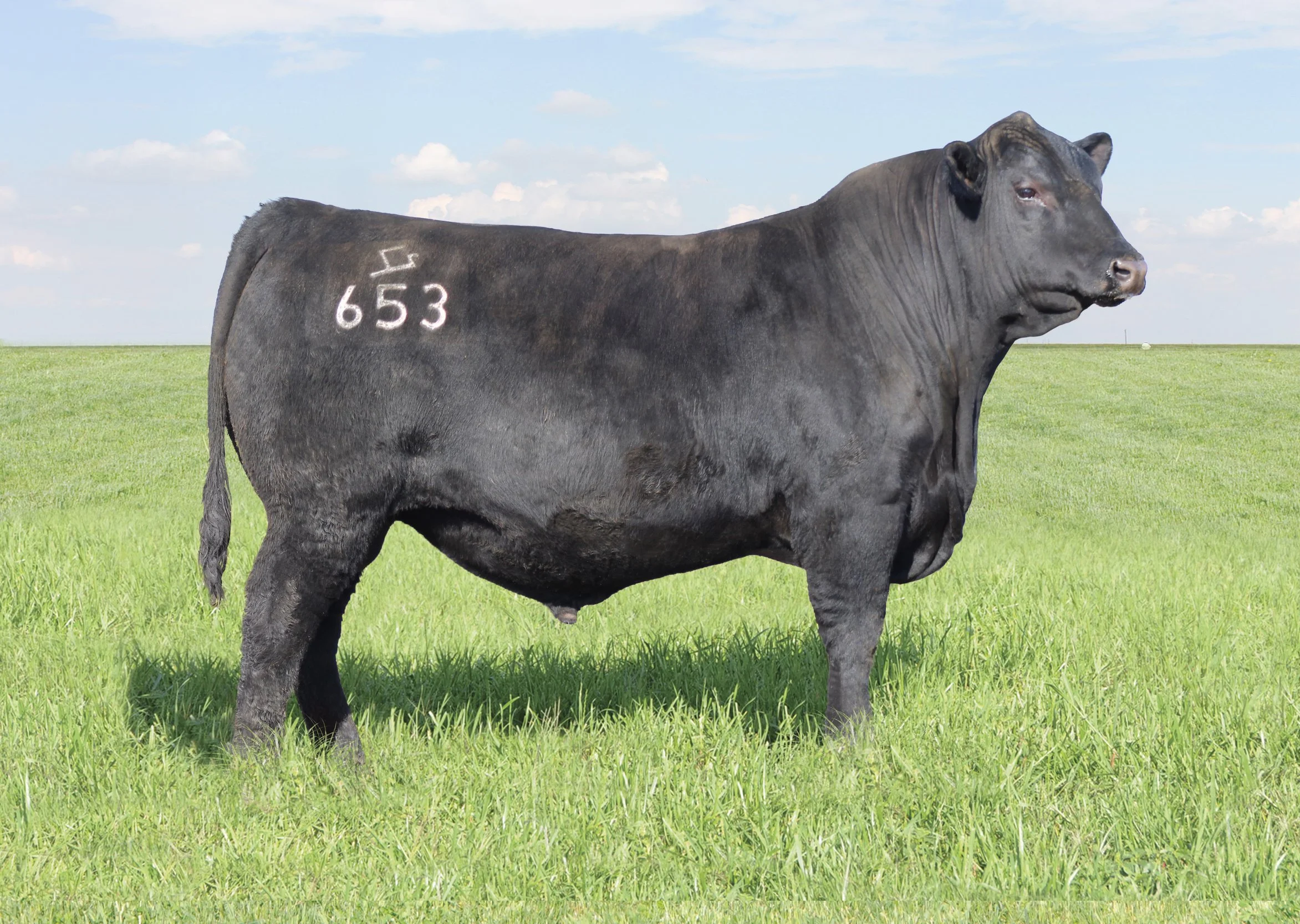 Middle Post Angus Stone Gate Farms | Angus Cattle Since 1952