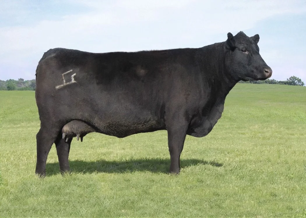 Black cow standing on green grass field with cloudy sky in background.