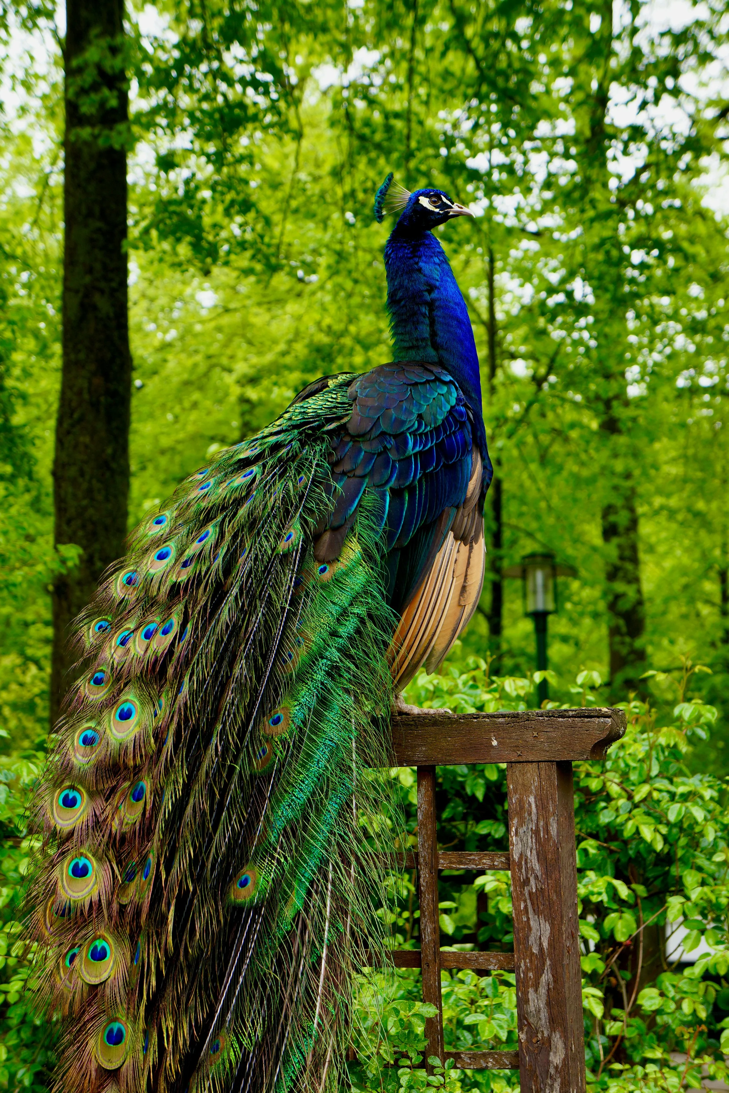 A colorful peacock perched on a wooden stand in a lush green forest with trees and foliage in the background.