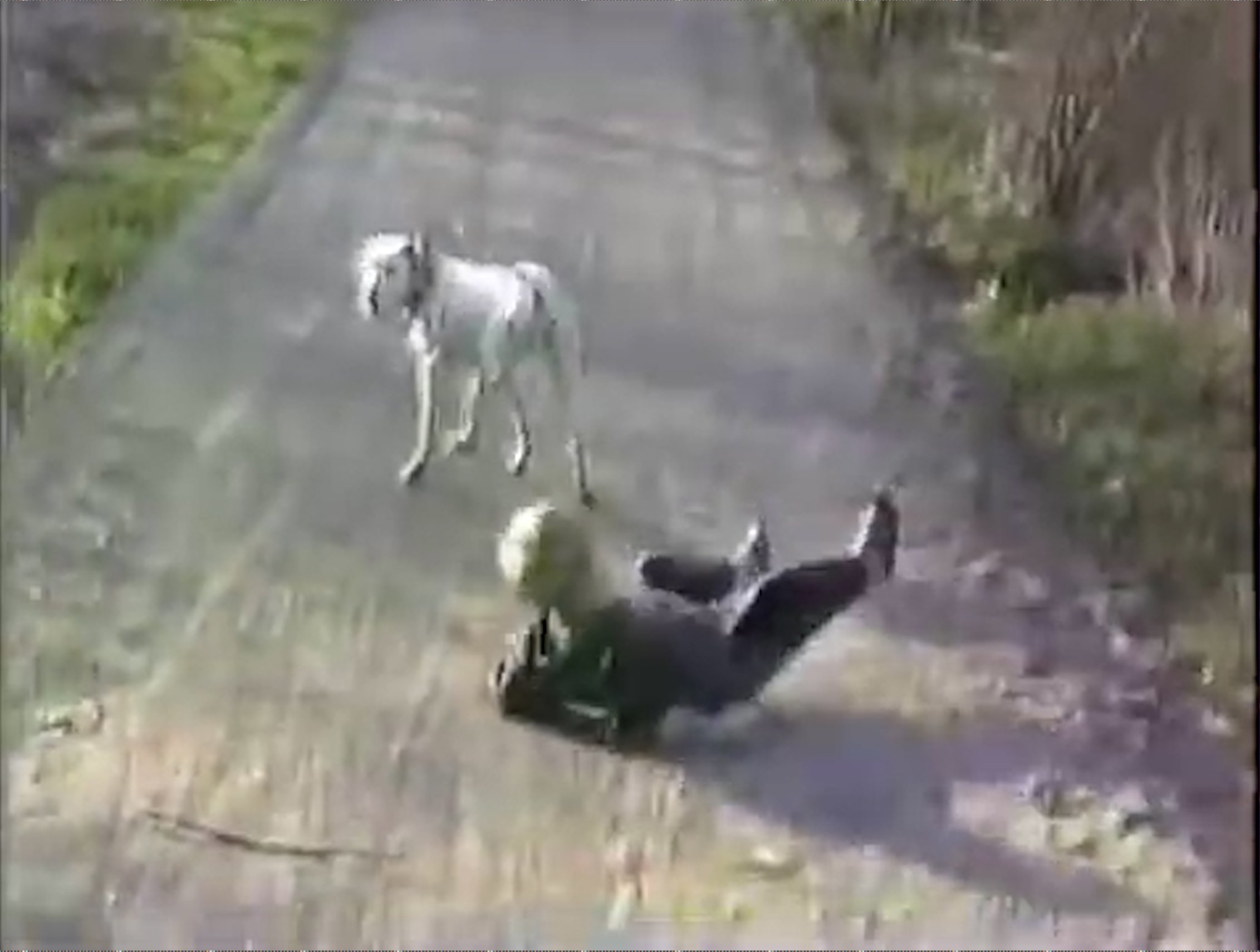 VHS footage of a child in a jean jacket being tripped by his dog a Dalmatian