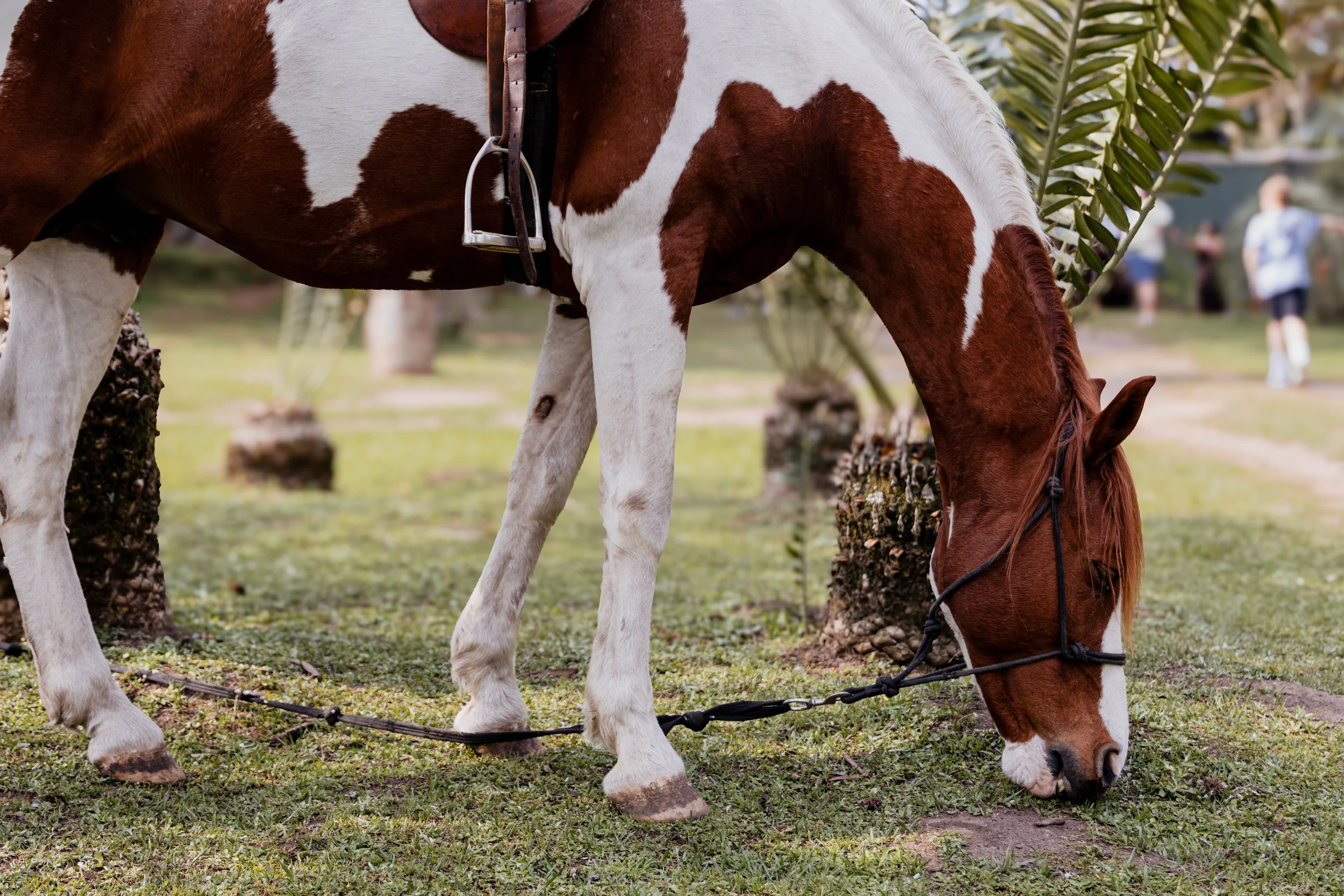 Brown and white pinto horse grazing on grass in a park with people in the background