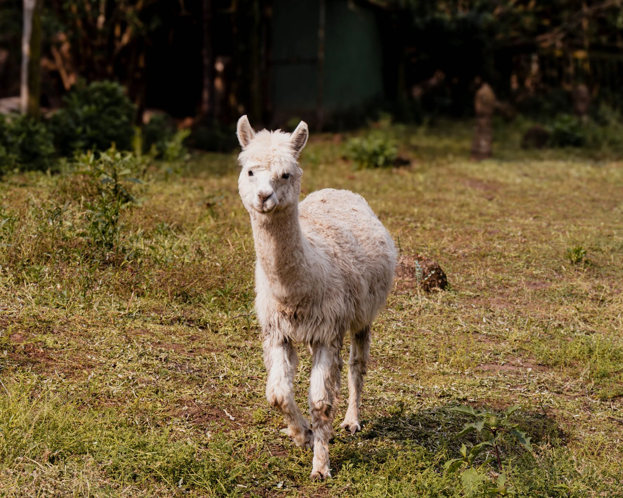 A white alpaca standing on grassy land with trees and a fence in the background.