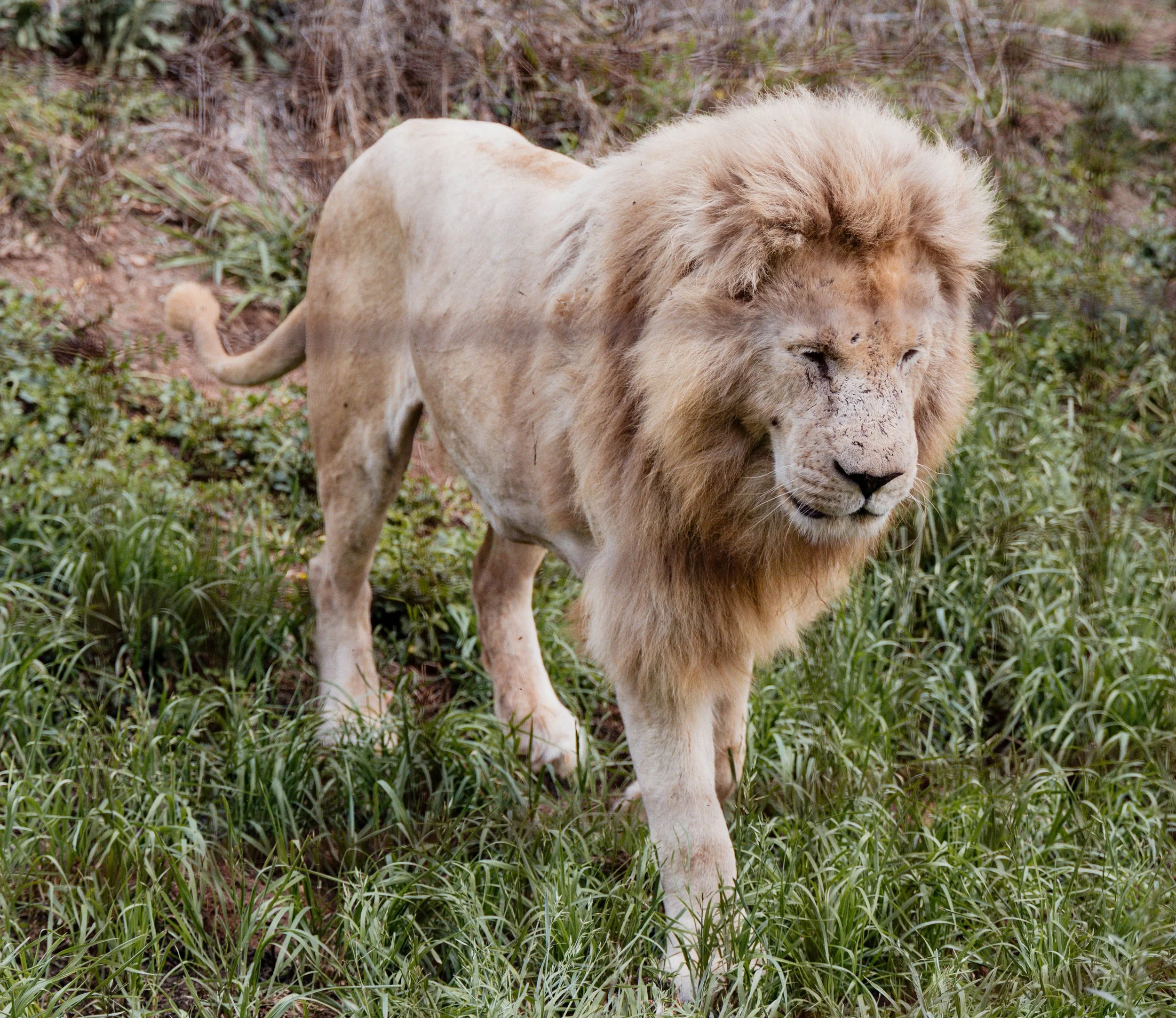 A lion walking through tall grass and greenery in a natural landscape.