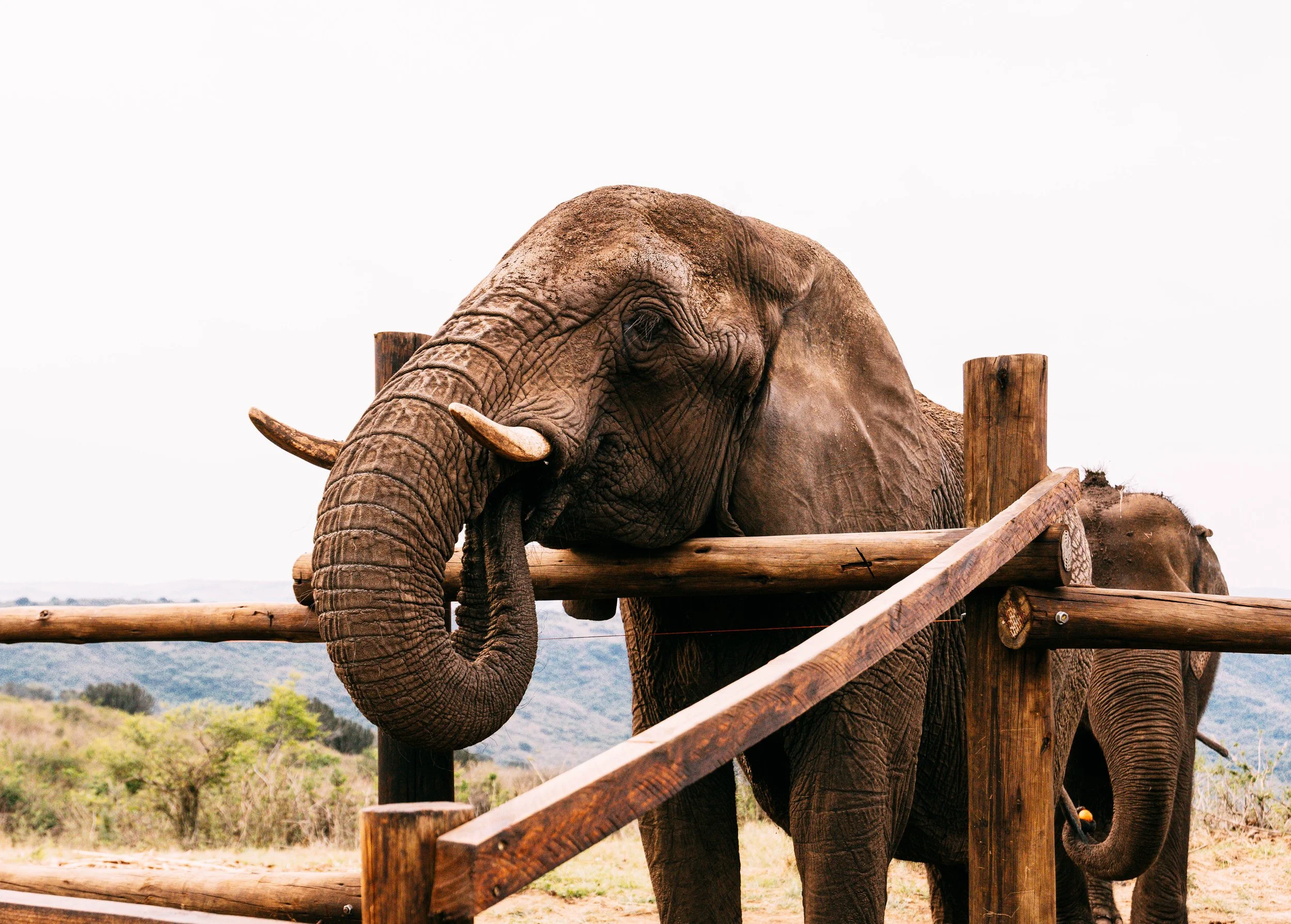 An adult elephant leaning its head on a wooden fence, with another elephant partially visible behind it. The background shows a rural landscape with trees and hills.