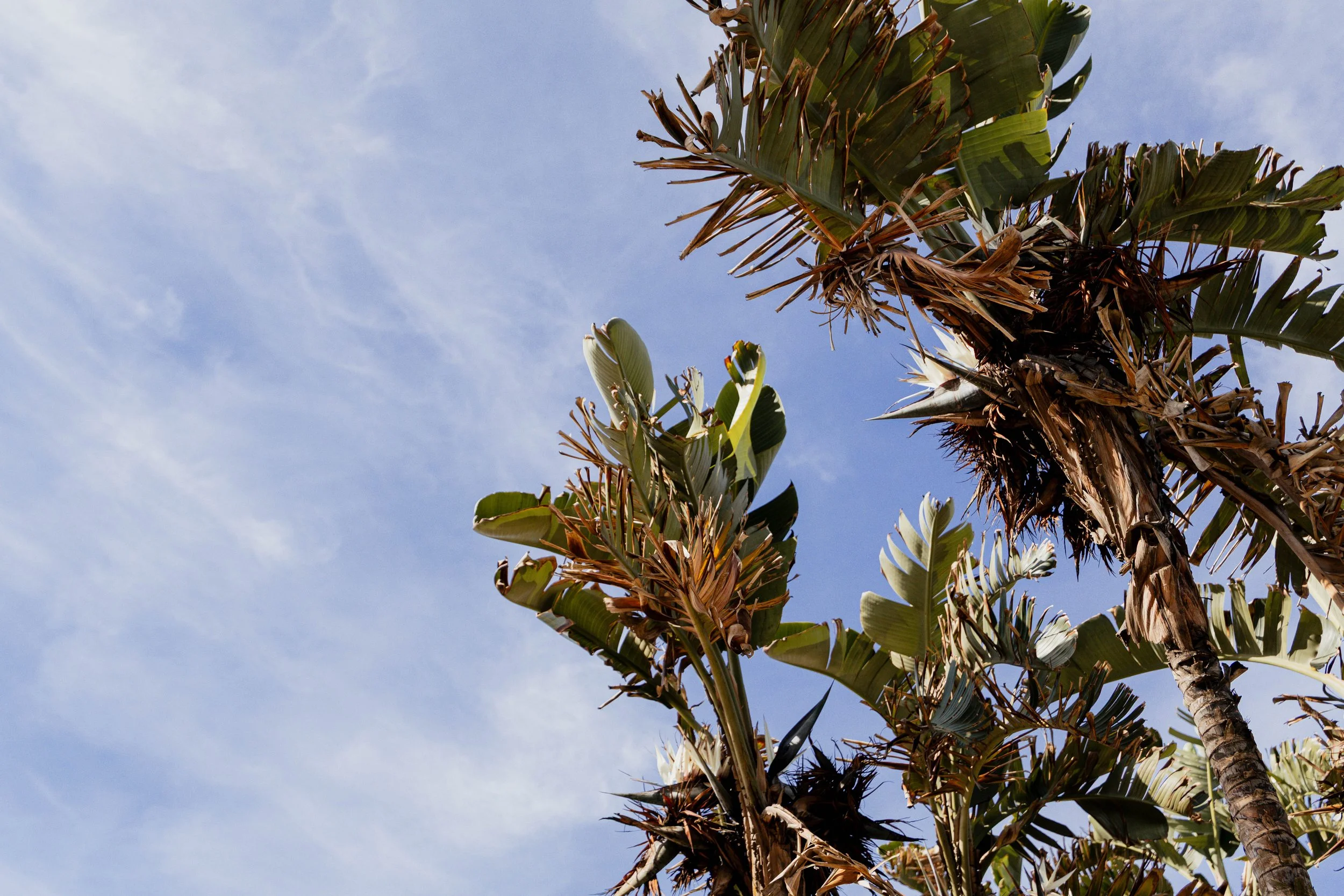 Close-up of palm trees with green leaves and brown dried fronds against a blue sky with wispy clouds.