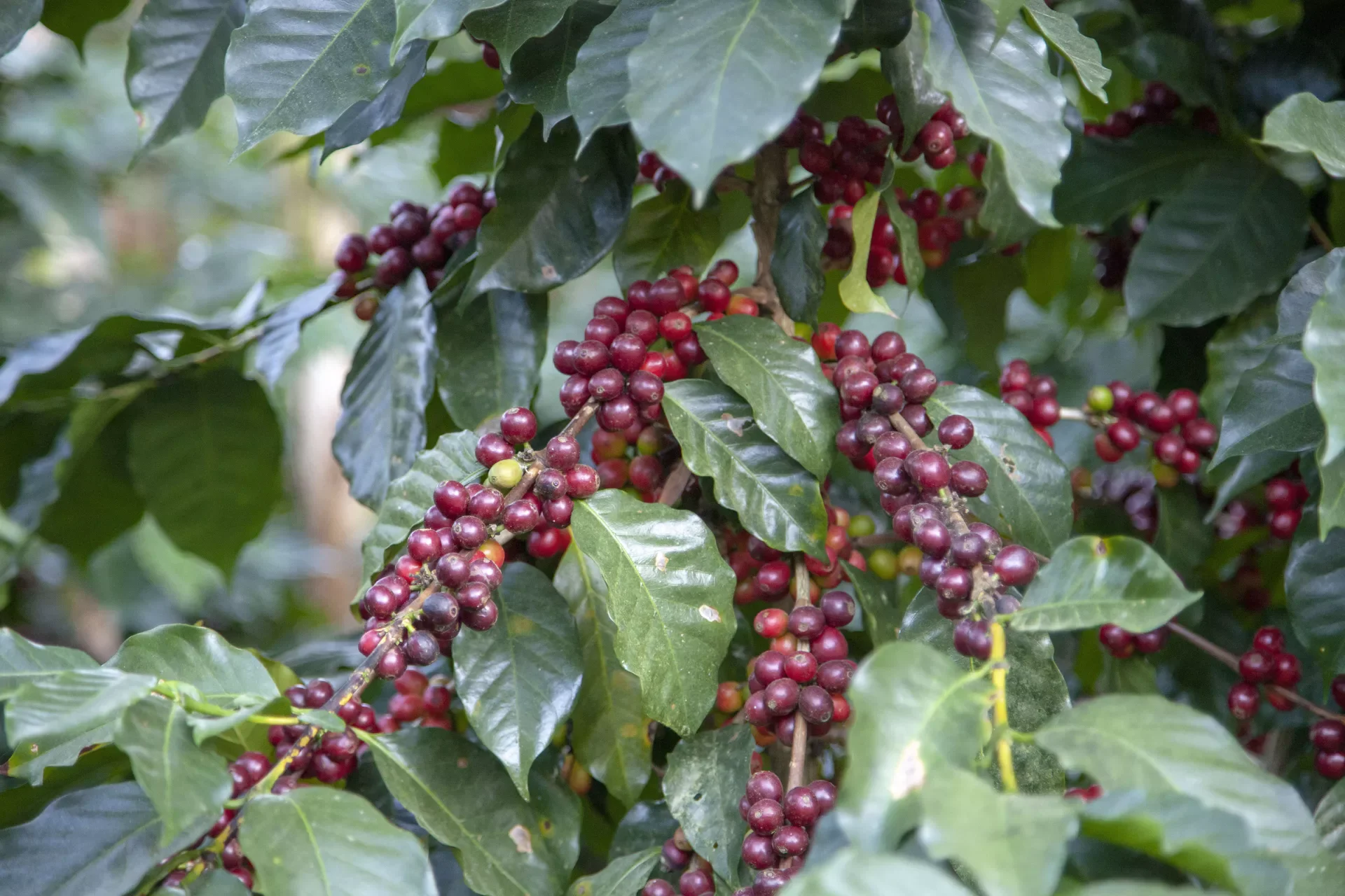 Aponte Honey, Fabian Urbano