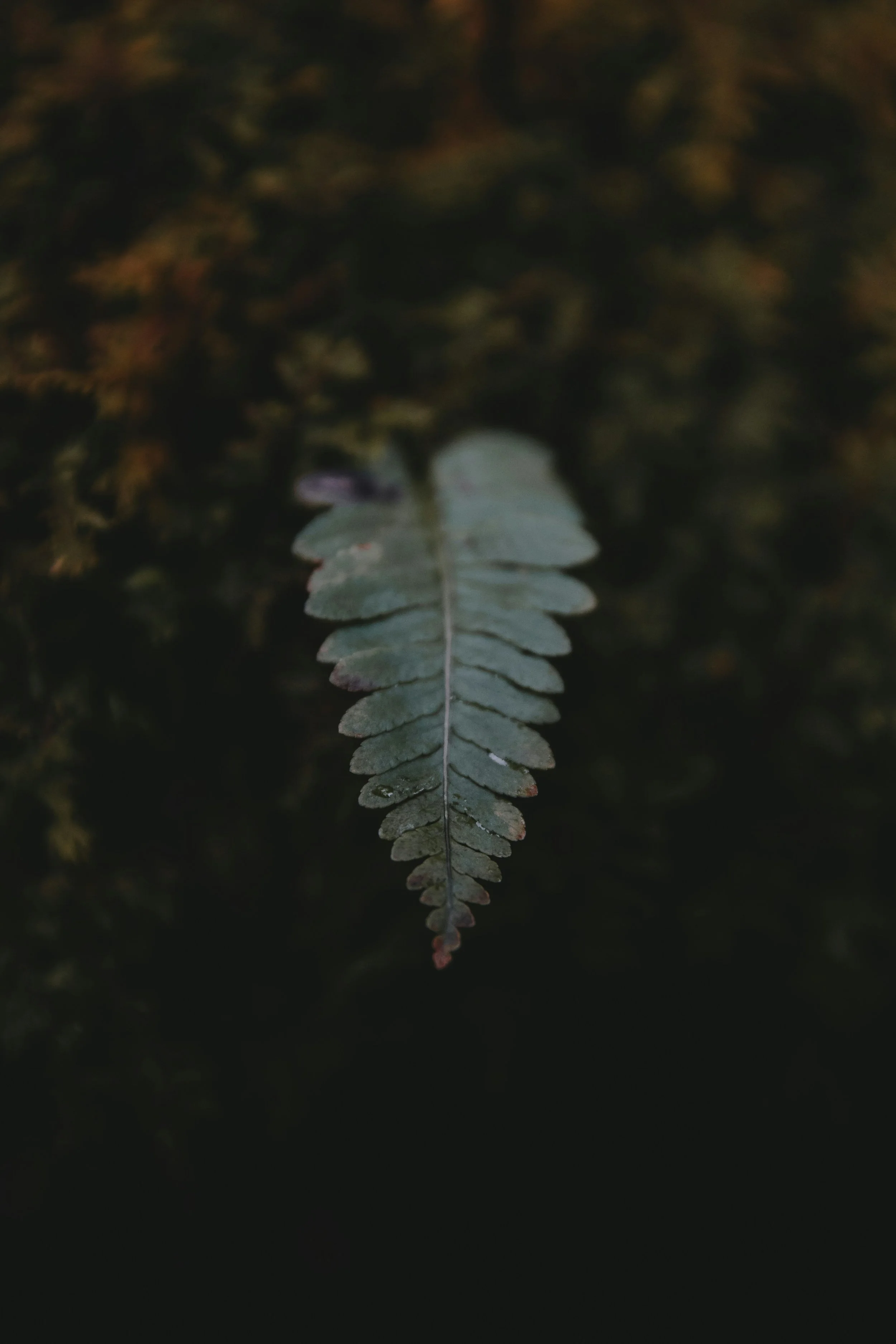 Close-up of a single green fern leaf with a dark background.