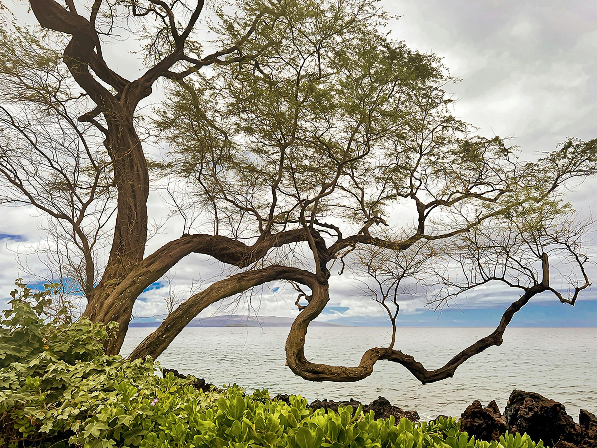 A gnarled tree with sparse leaves growing near the ocean, with green bushes at its base and a cloudy sky overhead.
