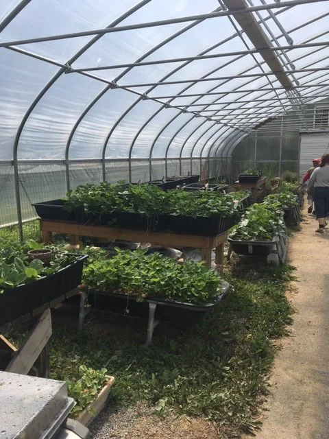 Every community member has access to our greenhouse. Inside a greenhouse with plants growing on elevated tables and containers, with a dirt path and people walking in the background.