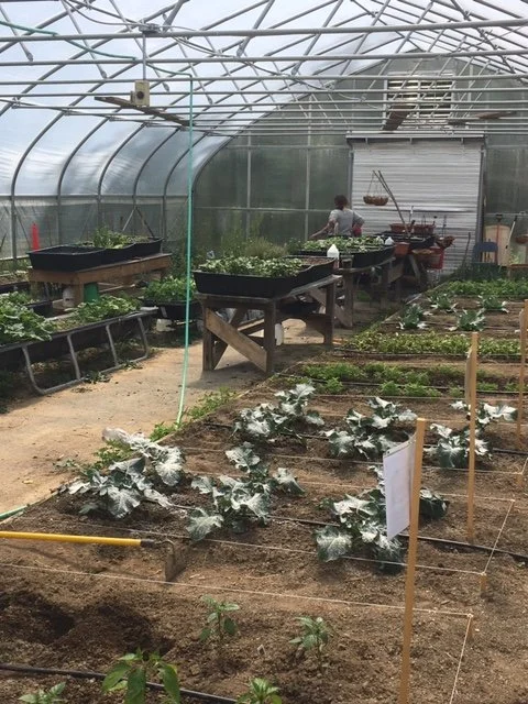 Gain connections with other residents at our Blackwater Ridge greenhouse. Inside a greenhouse with rows of leafy vegetables and potted plants on raised tables, a person is tending to the plants.