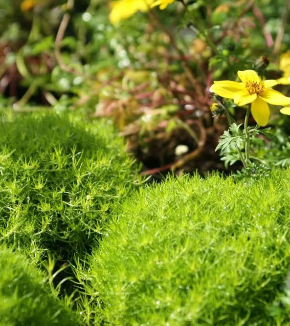 Live on the mountains with the beauty Tucker County, WV has to offer.