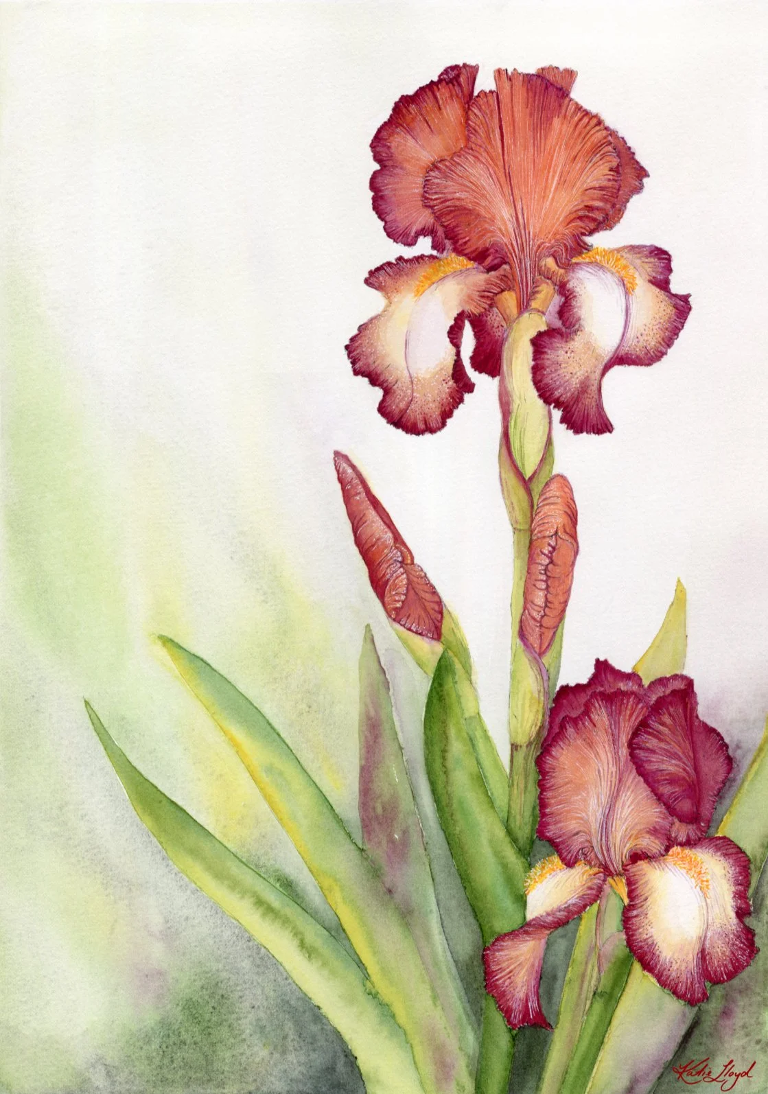 Yoni Buds - Watercolour & Ink on paper