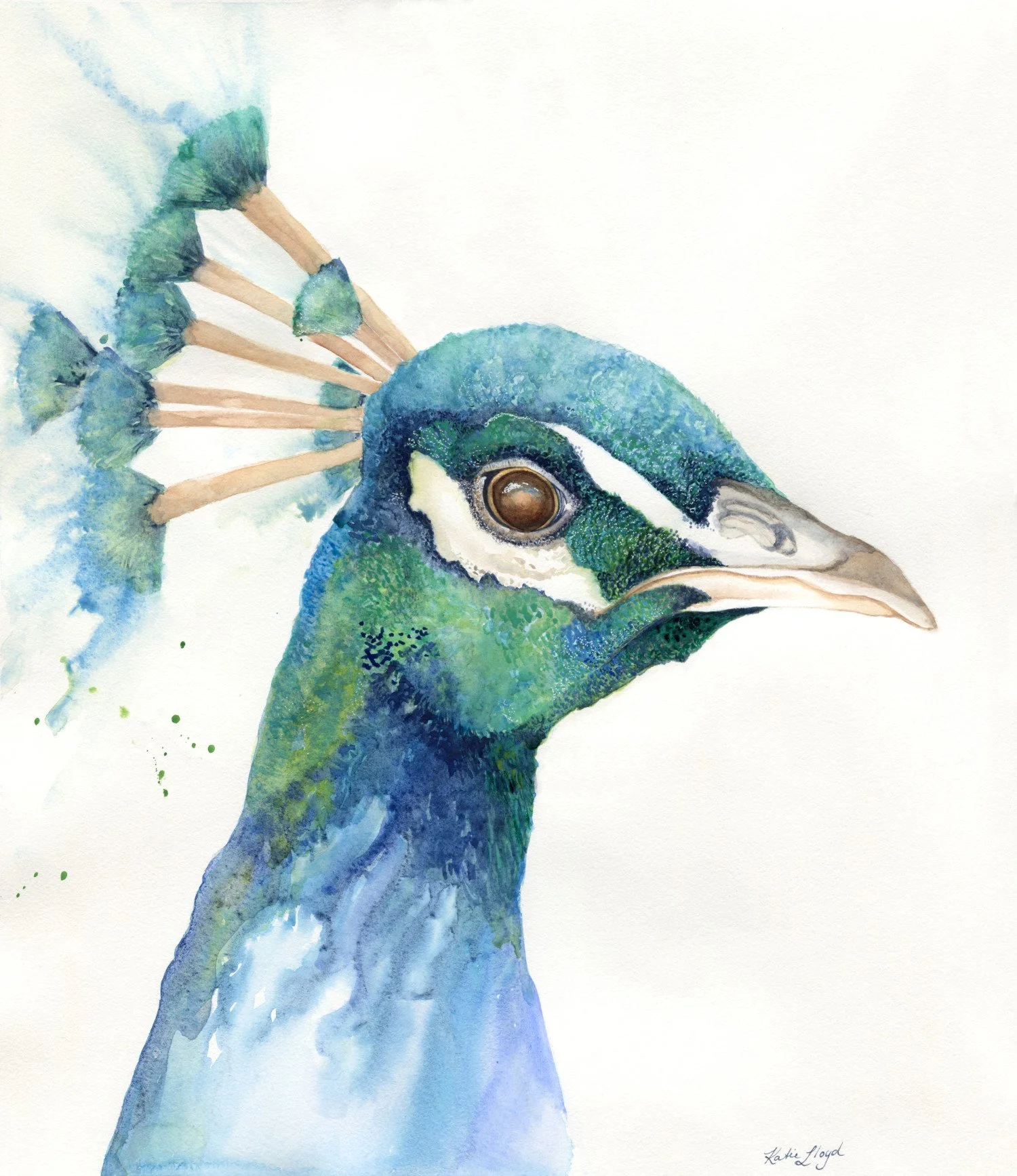 Priscilla Peacock - Watercolour & Ink on paper