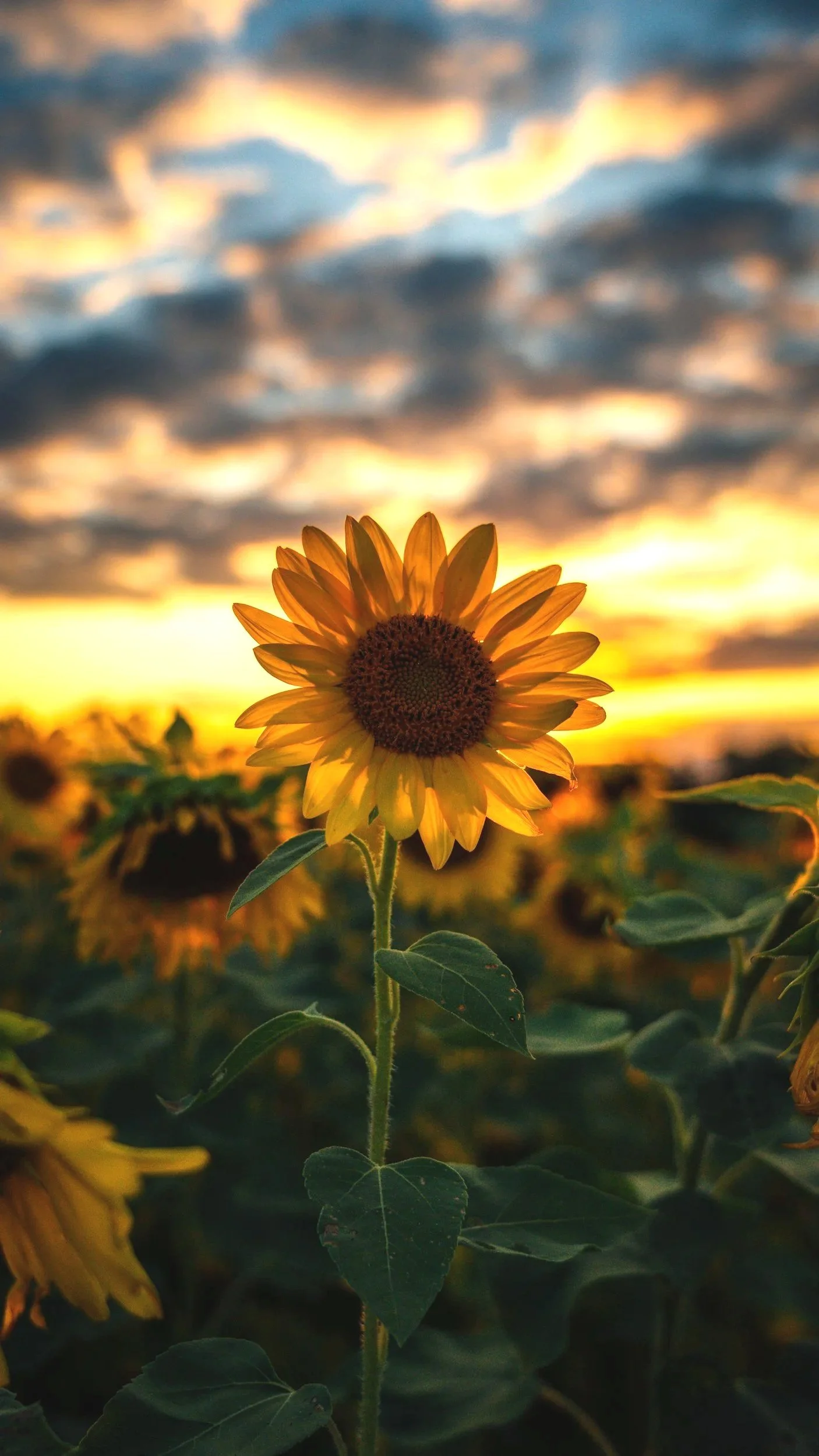 Sunflower blooming in a field during sunset with a cloudy sky.