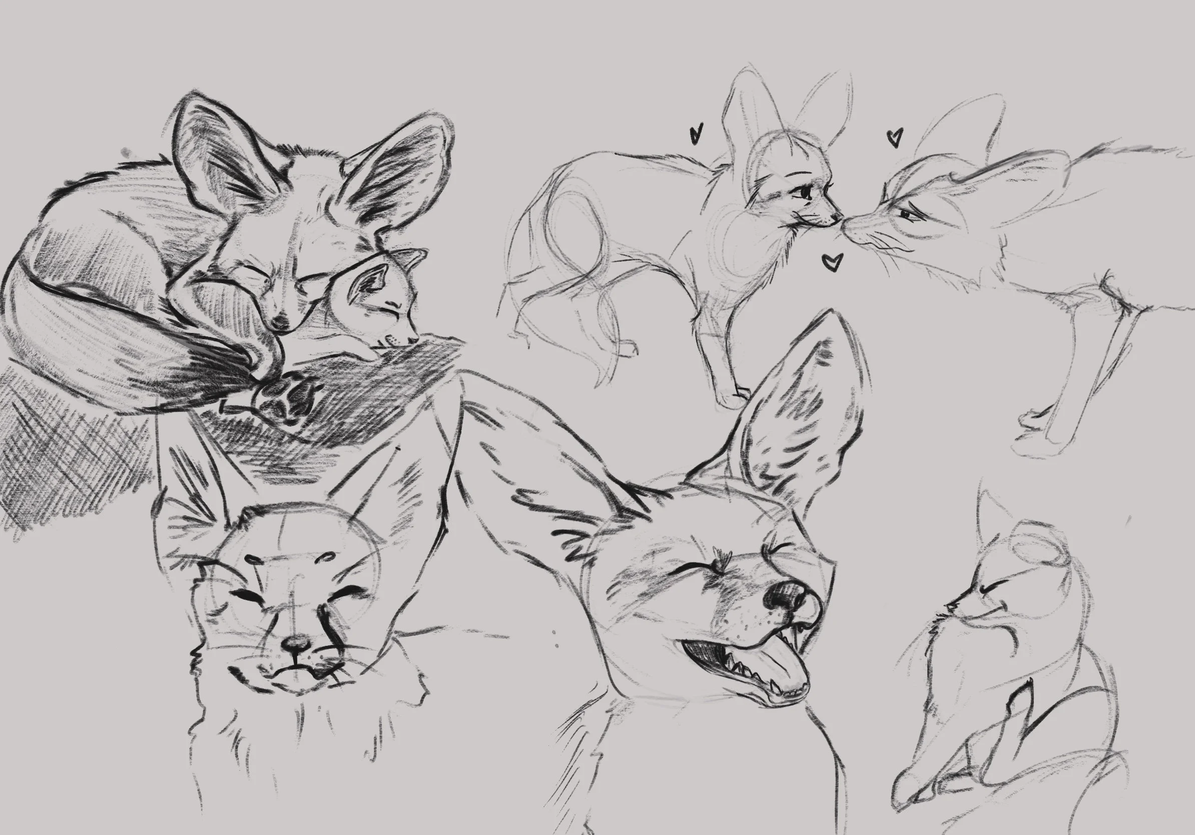 Fox.jpg