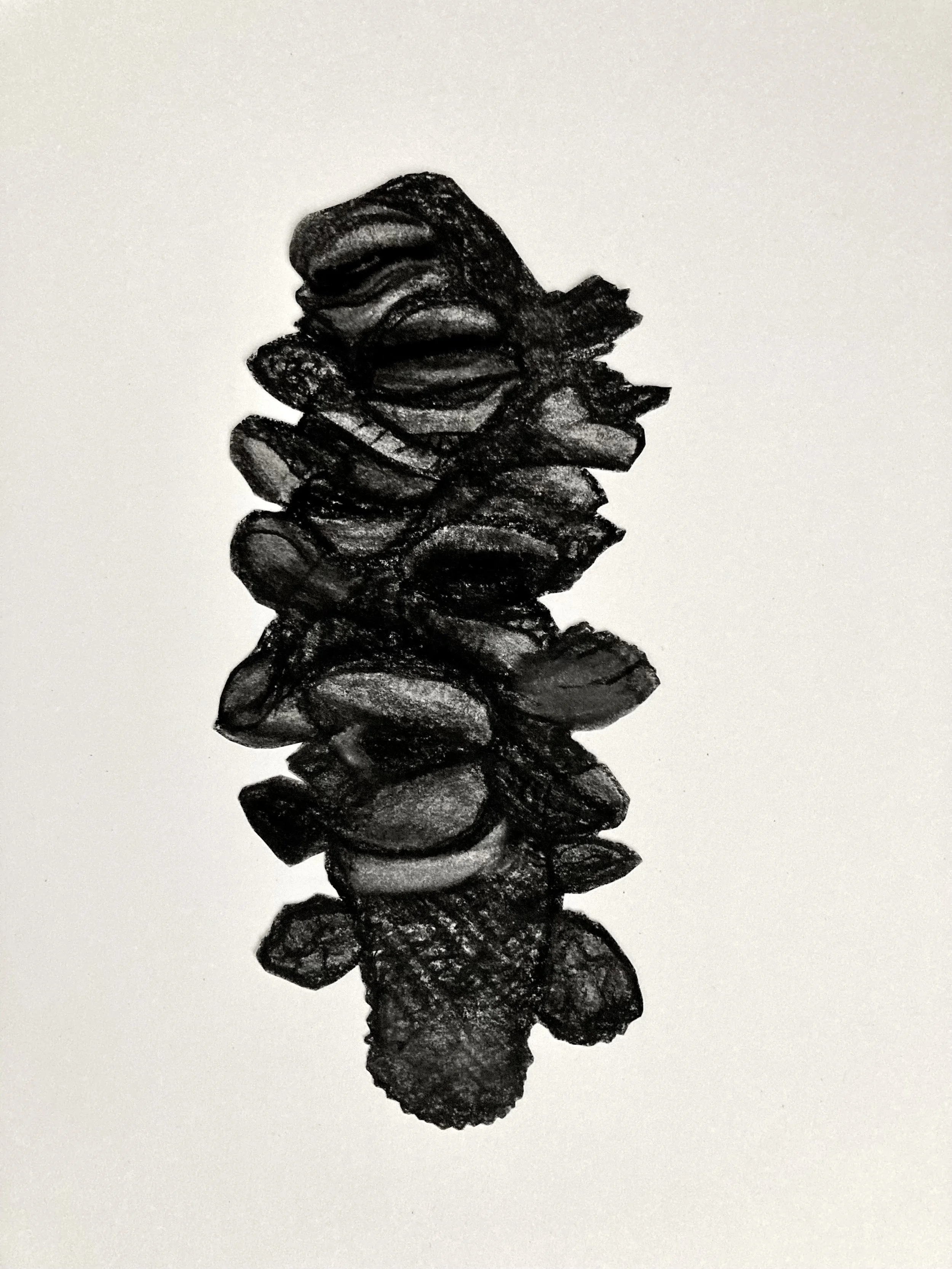 Charred banksia.jpg