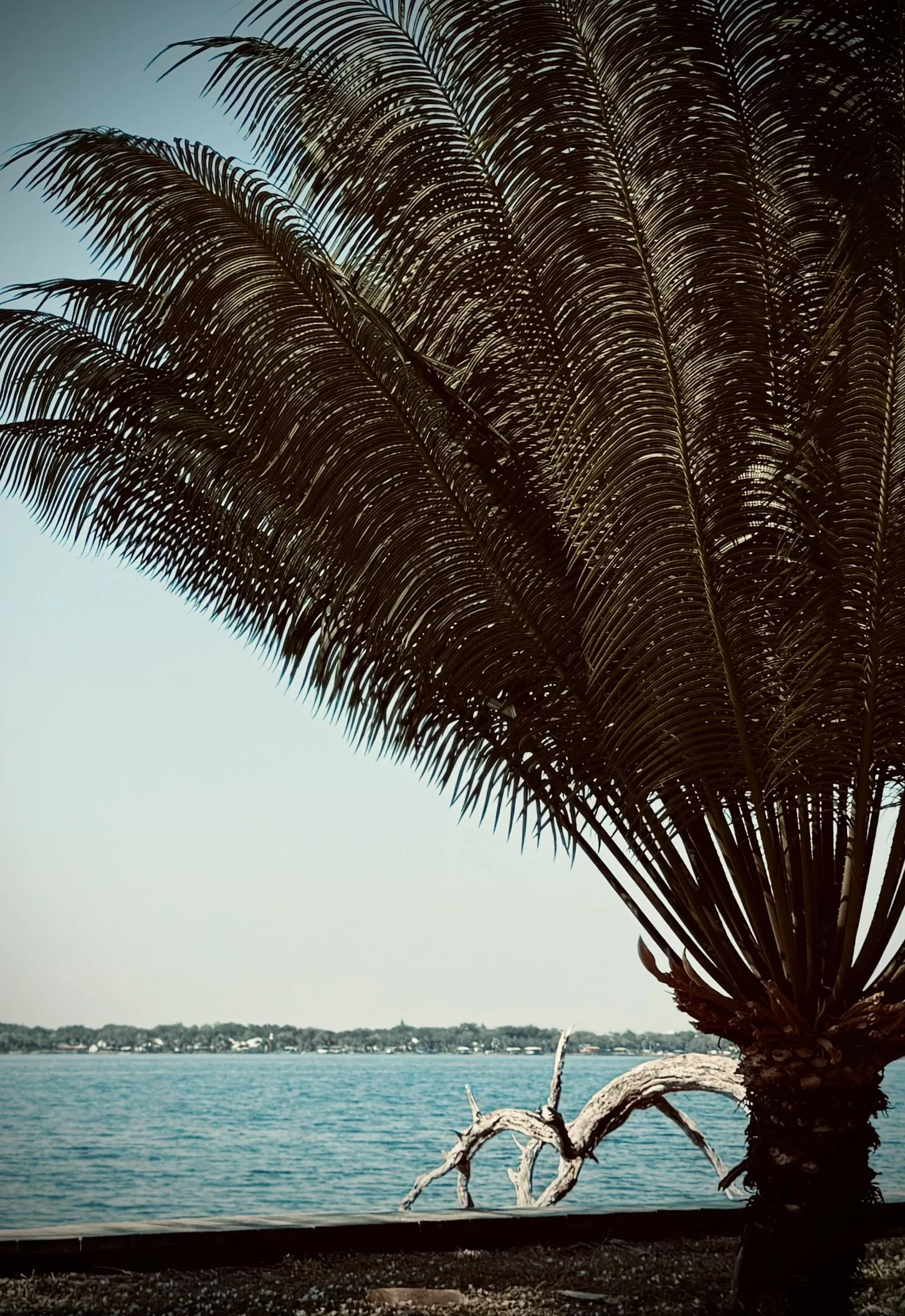 A large palm tree with a curved trunk and long, green fronds extending over a body of water, with a distant shoreline in the background.