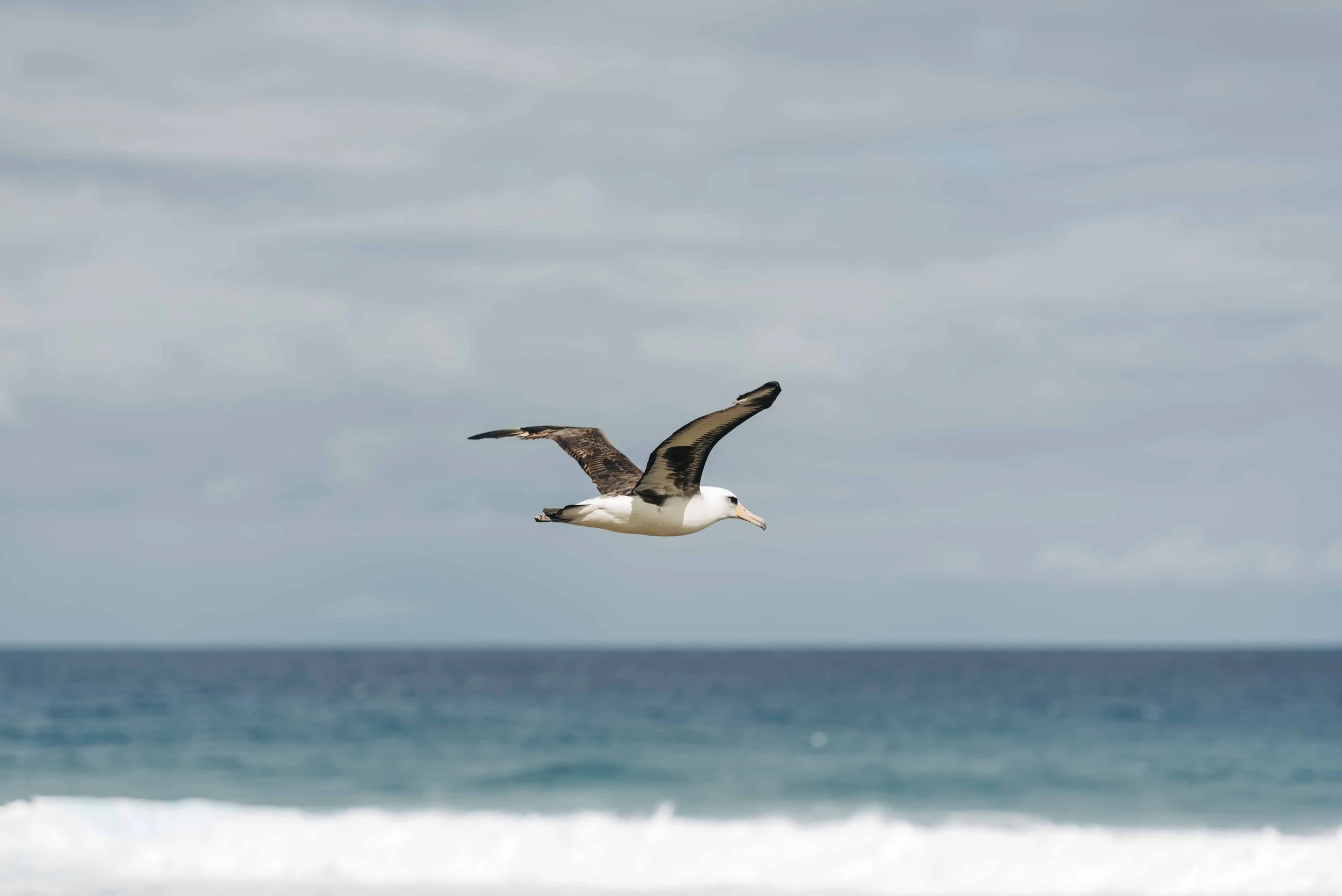 A Hawaiian albatross flying over the ocean with a cloudy sky in the background.