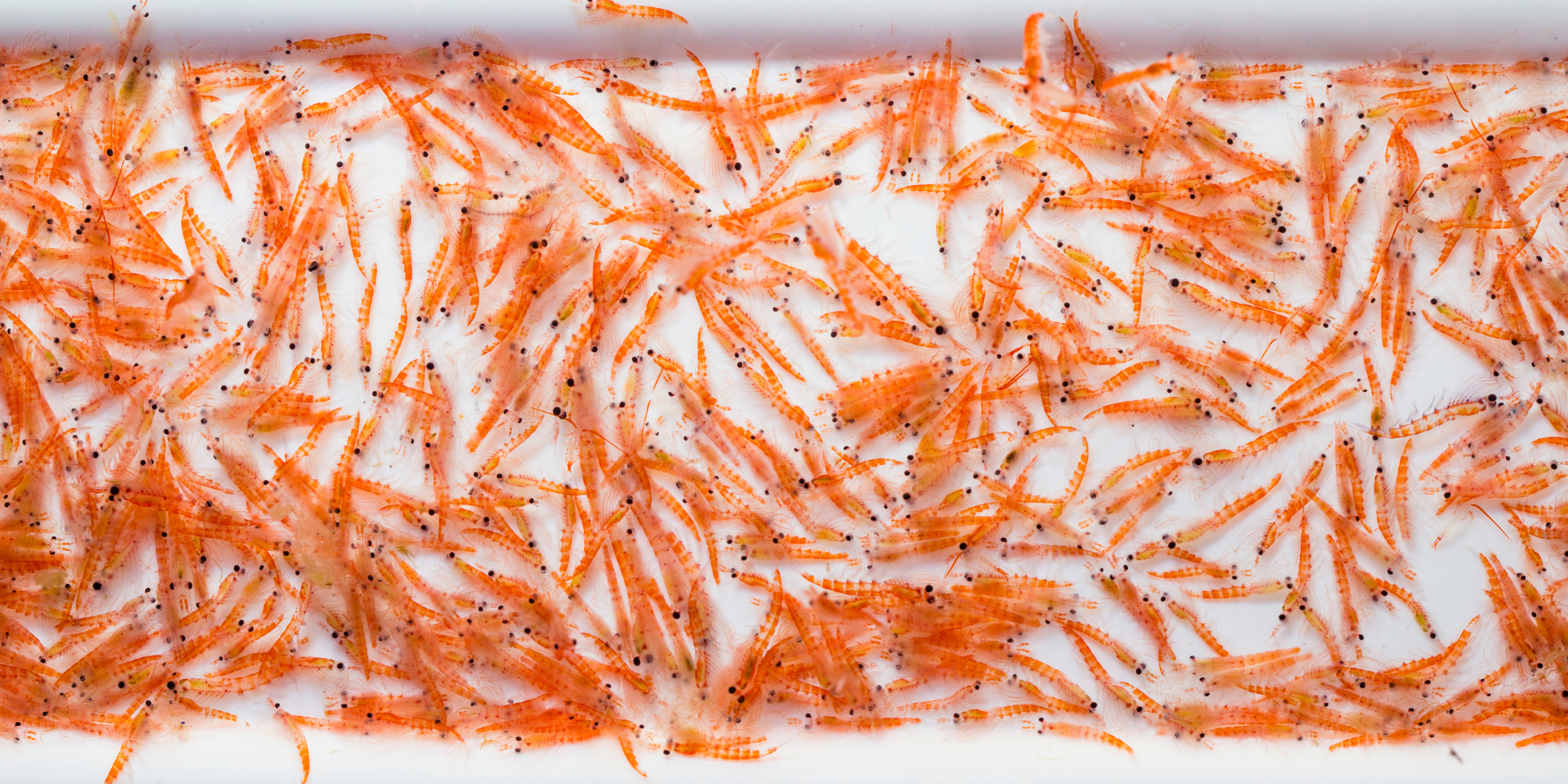 Close-up of numerous small, orange and striped shrimp with black eyes scattered on a white surface.