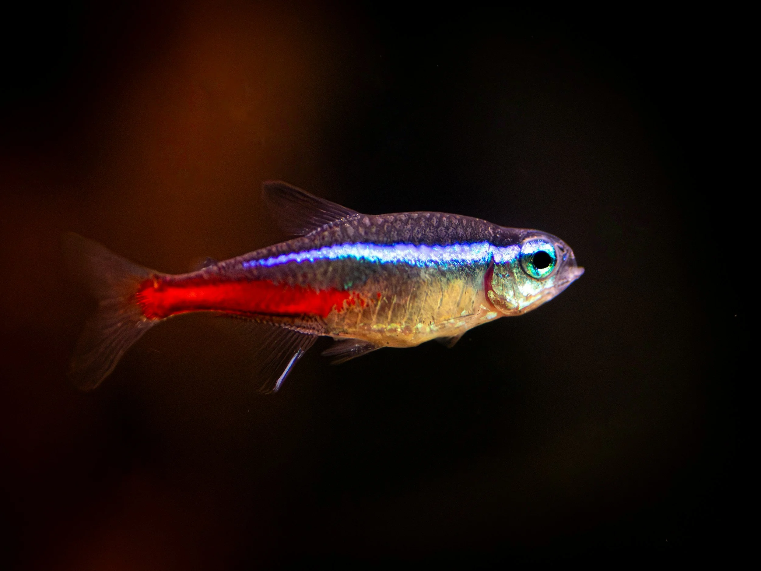 A small, colorful fish with a red tail, a blue stripe along its body, and shiny scales, swimming in dark water.