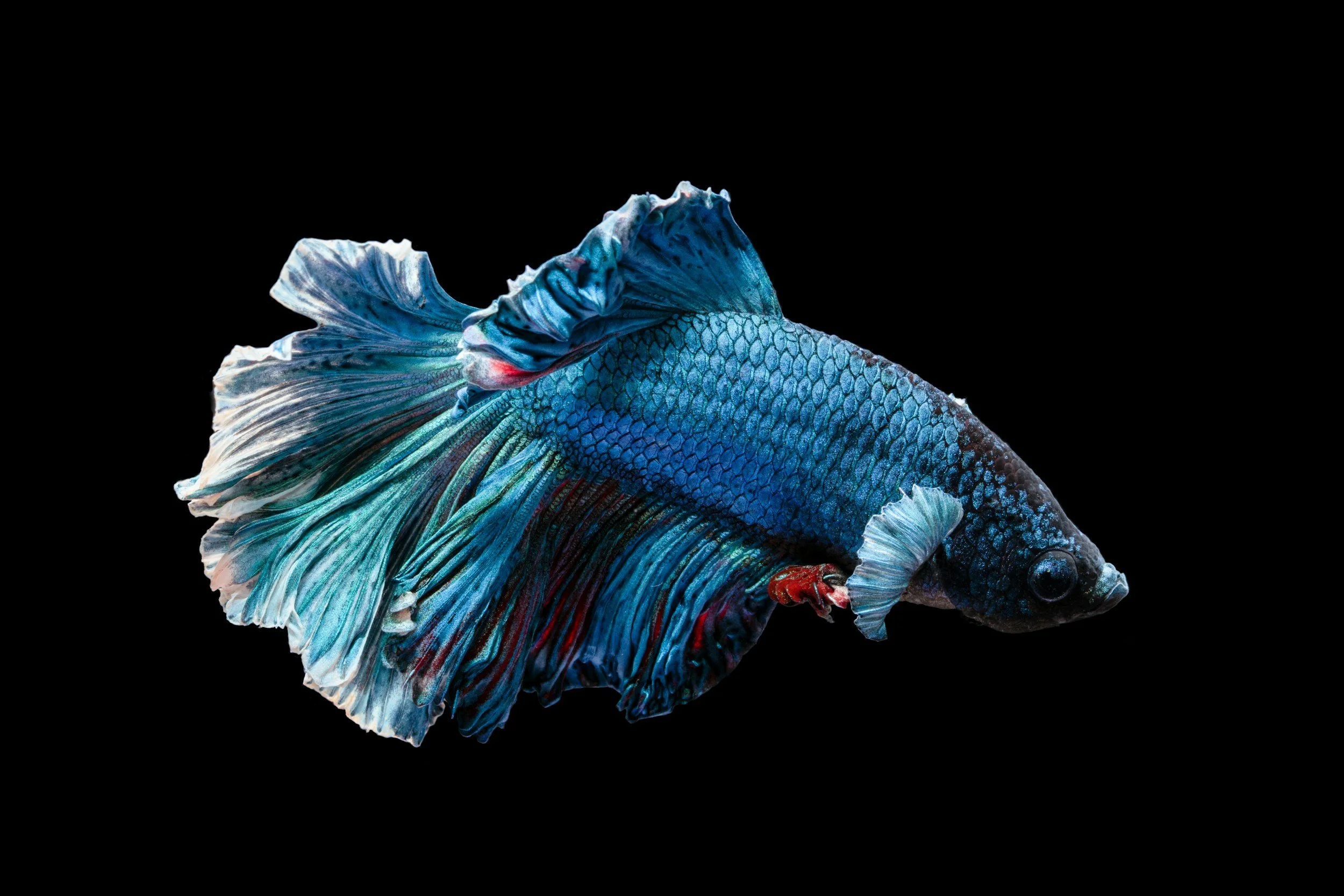 Colorful Betta fish with flowing fins against black background.