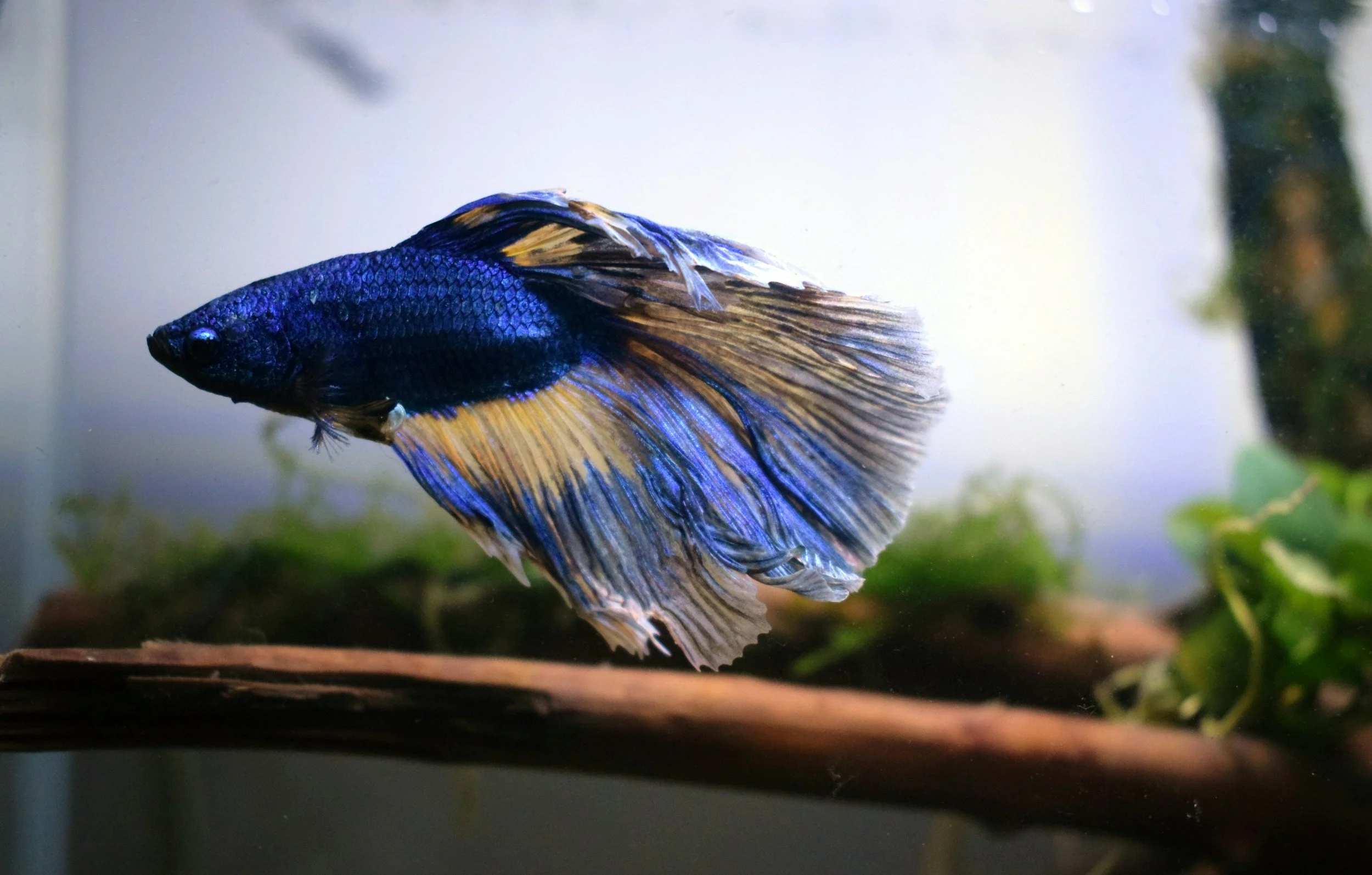 Blue and yellow Betta fish swimming in an aquarium with aquatic plants and driftwood.