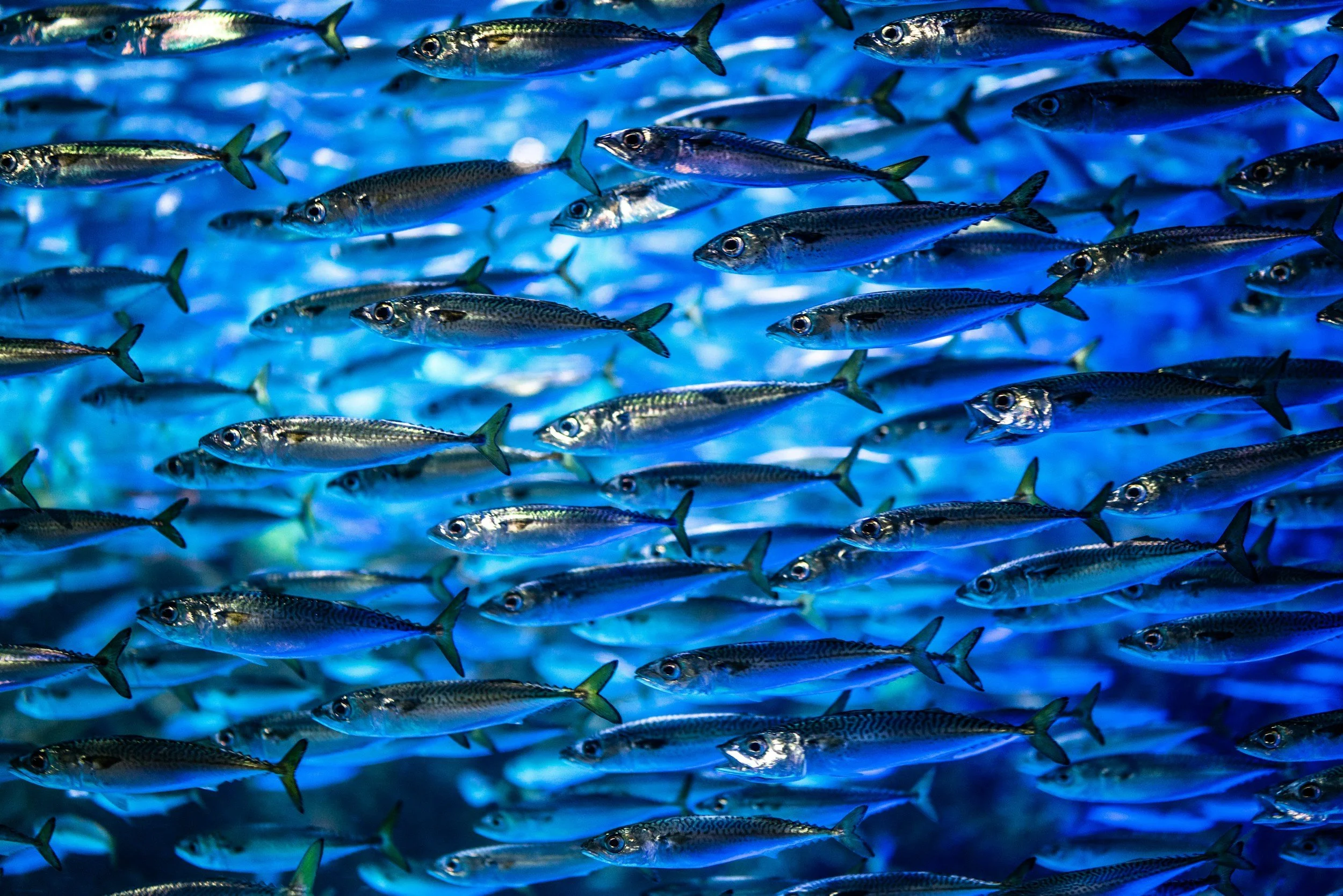A large school of small fish swimming together in the water.
